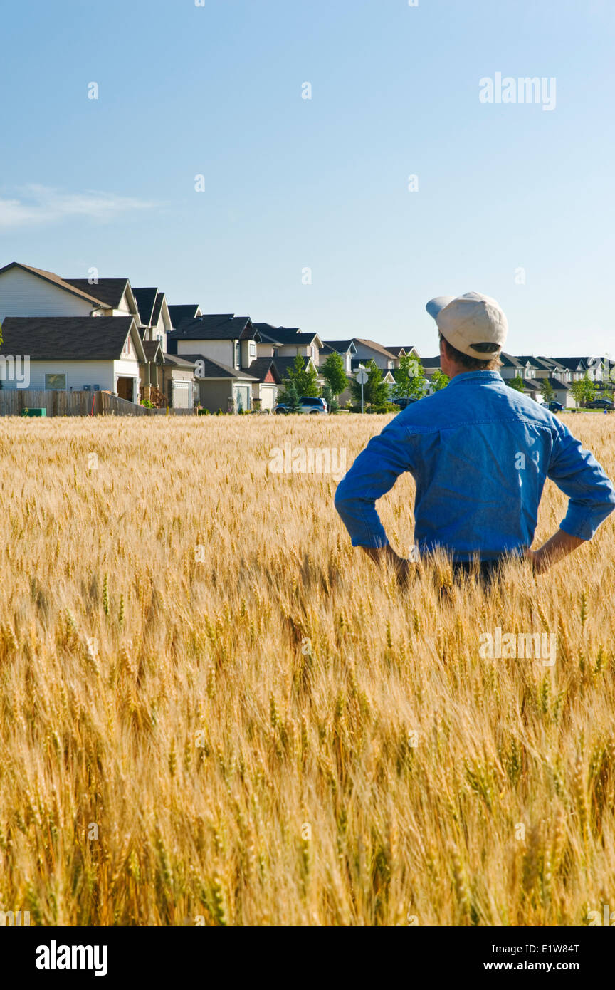 Agricoltore guardando fuori dalla sua maturazione campo di grano per un alloggiamento dello sviluppo in background, Winnipeg, Manitoba, Canada Foto Stock