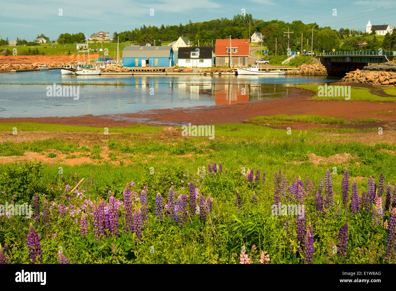 I lupini, New London, Prince Edward Island, Canada Foto Stock