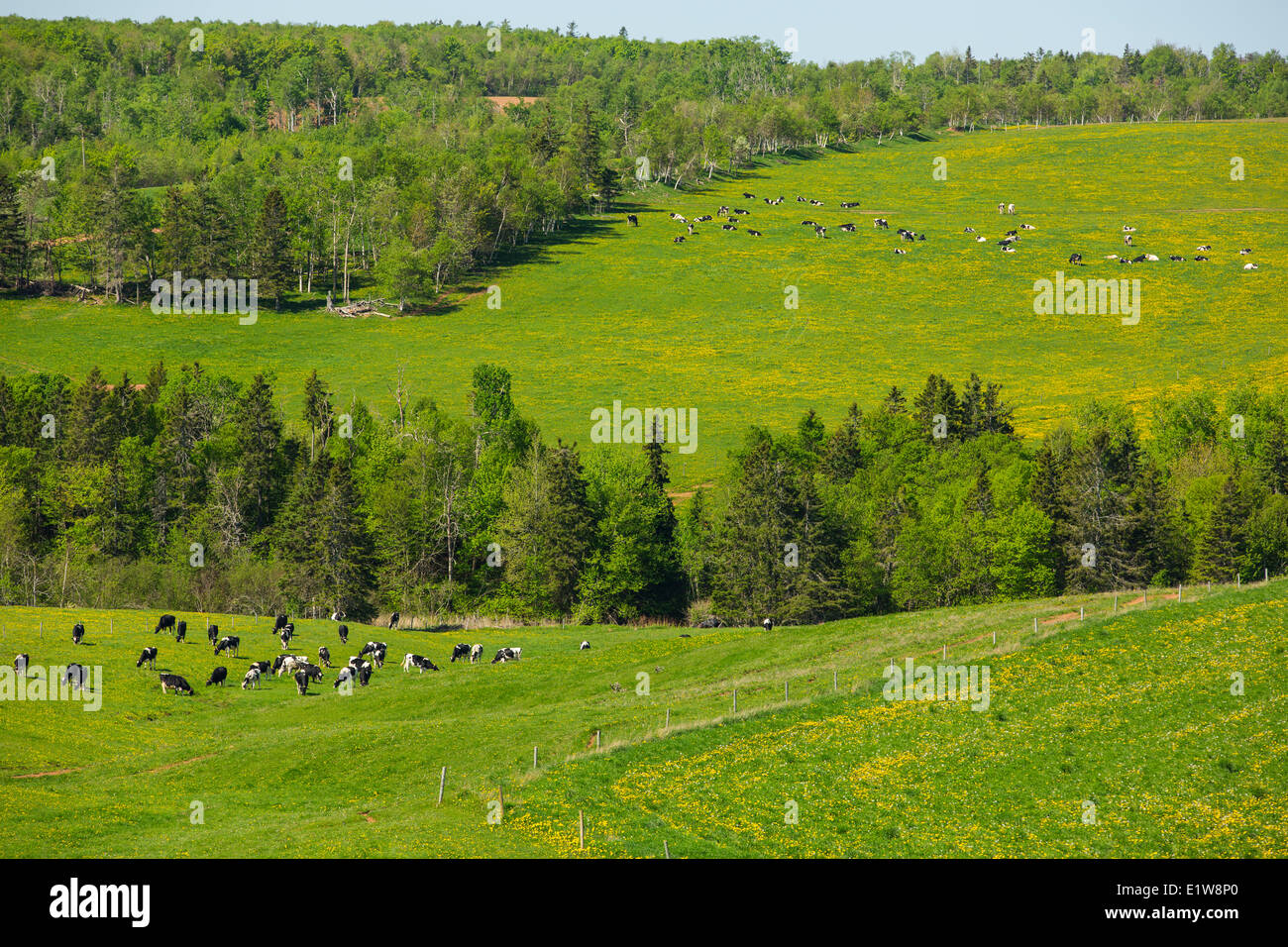 Bovini in alpeggio, Prince Edward Island, Canada Foto Stock