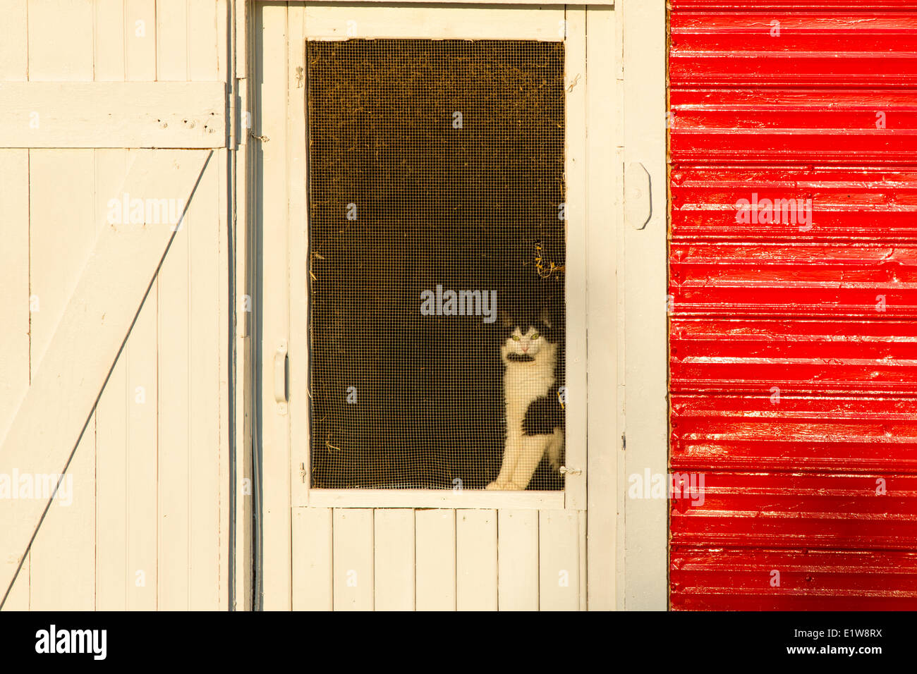 Gatto in porta dello schermo, Smeraldo Junction, Prince Edward Island, Canada Foto Stock