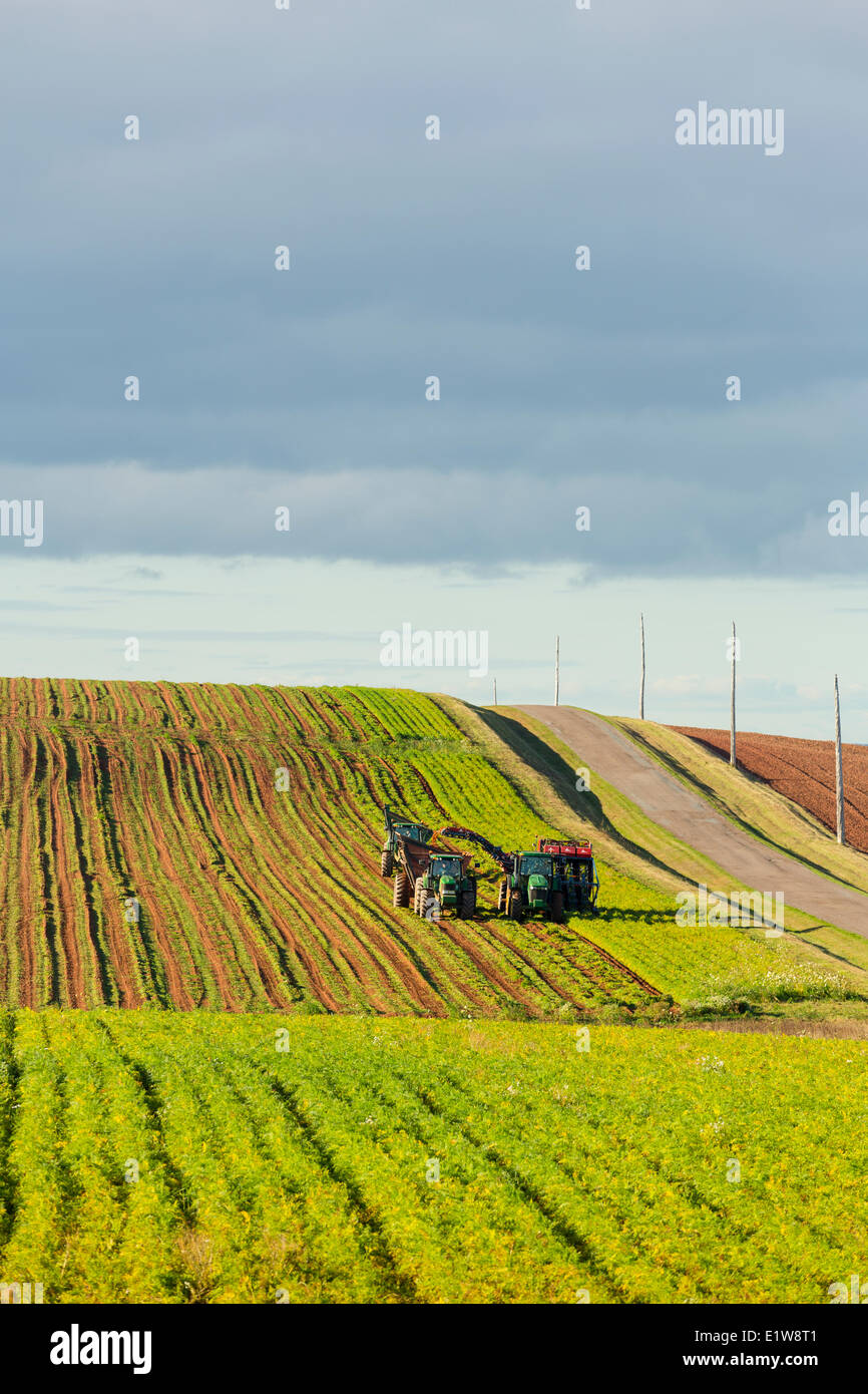 La raccolta di carote, Hampton, Prince Edward Island, Canada Foto Stock