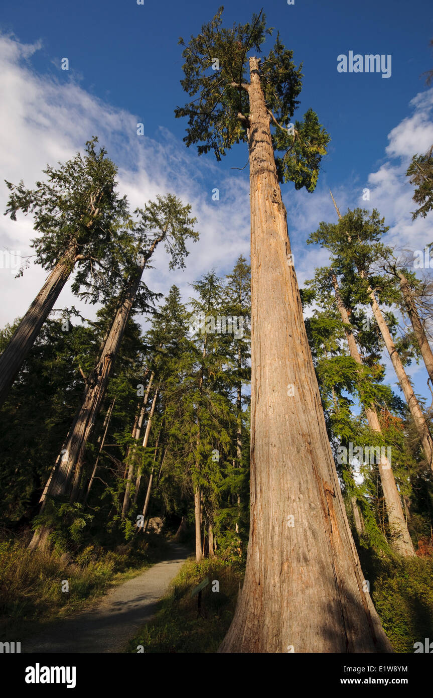 Massiccia crescita vecchi alberi lungo il sentiero della Cattedrale. Stanley Park. Vancouver, British Columbia, Canada Foto Stock