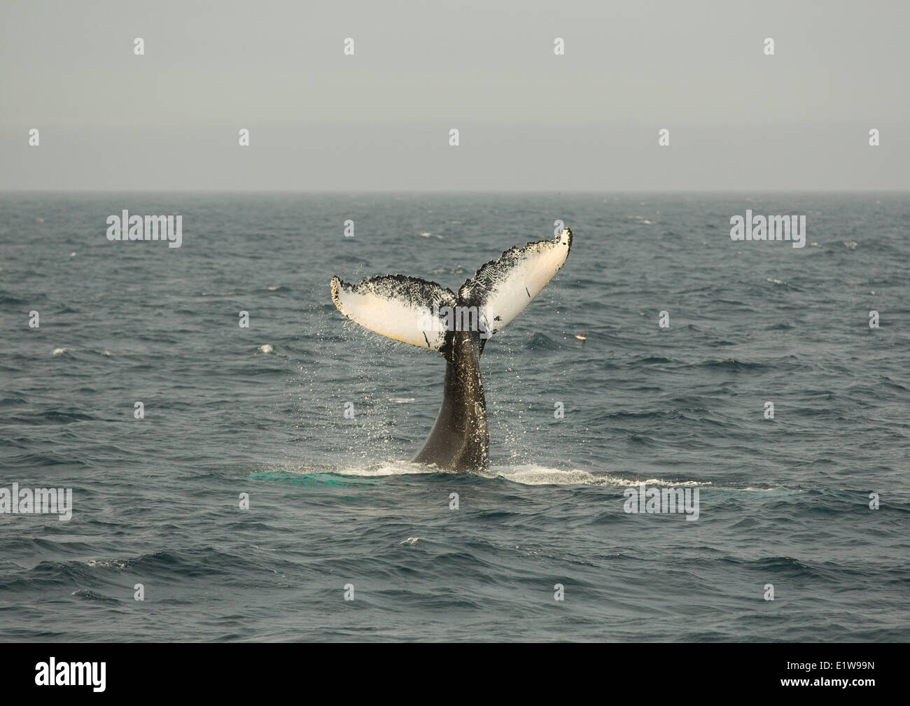 Humpback Whale tail lobbing, (Megaptera novaengliae, Witless Bay Riserva Ecologica, Terranova, Canada Foto Stock