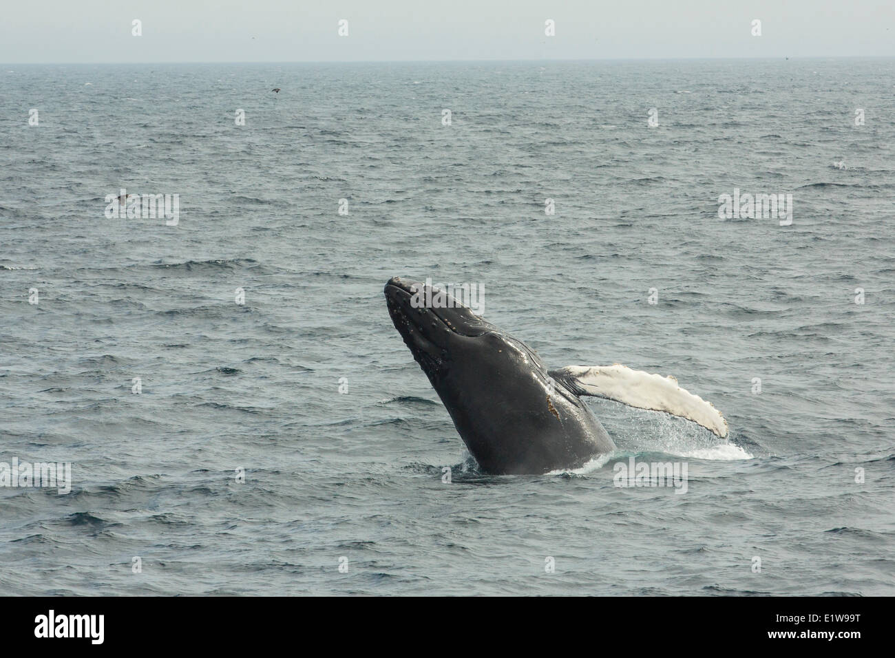 Humpback Whale, (Megaptera novaeangliae) violando, Witless Bay Riserva Ecologica, Terranova, Canada Foto Stock