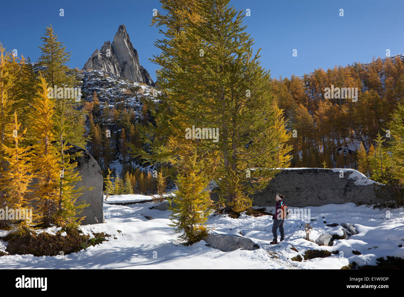 Escursionista in prati di larici al di sotto del picco Prusik incantesimi Basin Alpine Lakes Wilderness Stato di Washington Stati Uniti d'America Foto Stock