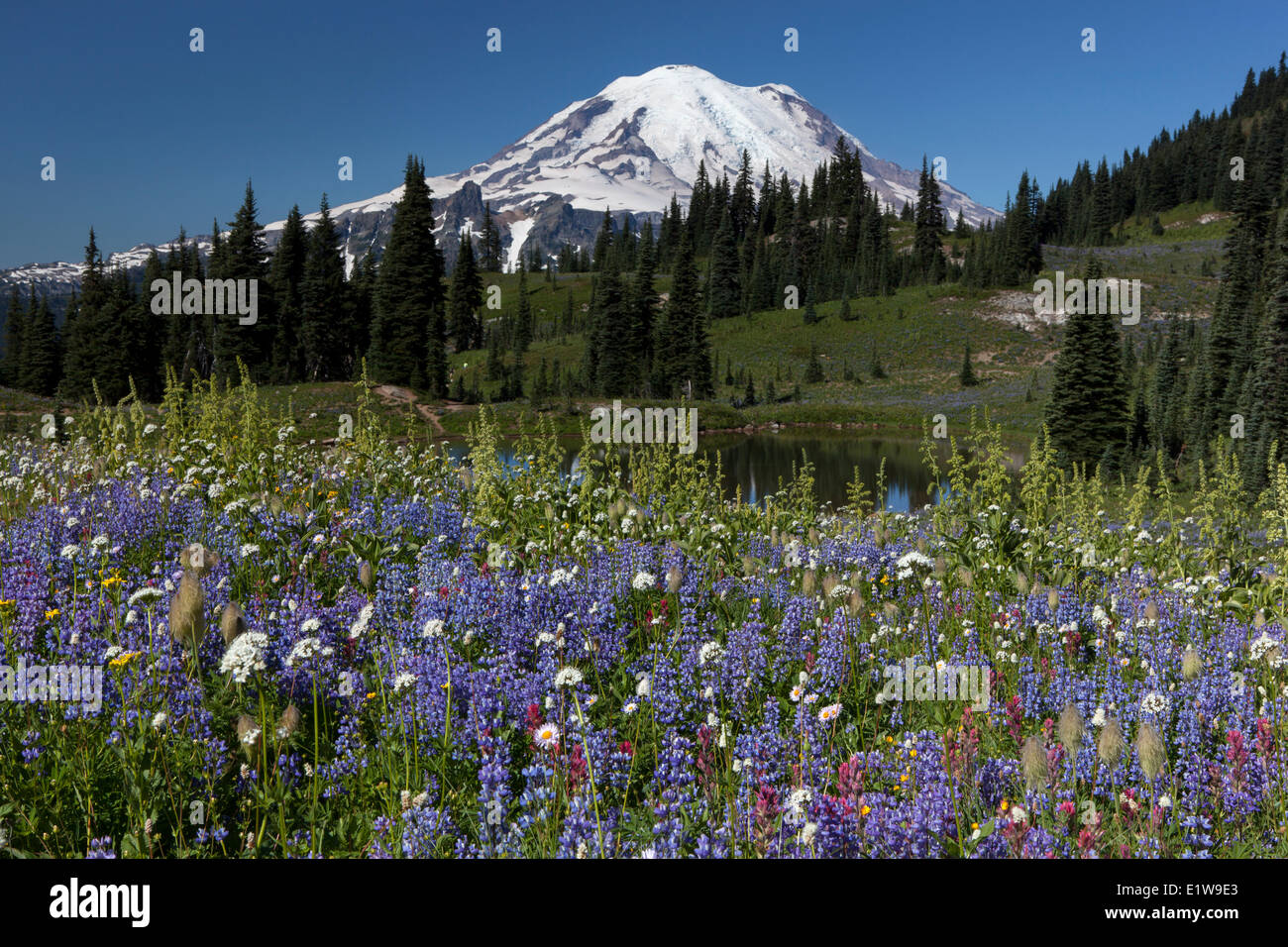 Mount Rainier fiori selvatici Naches Loop di picco Tarn Il Parco Nazionale del Monte Rainier nello Stato di Washington Stati Uniti d'America Foto Stock