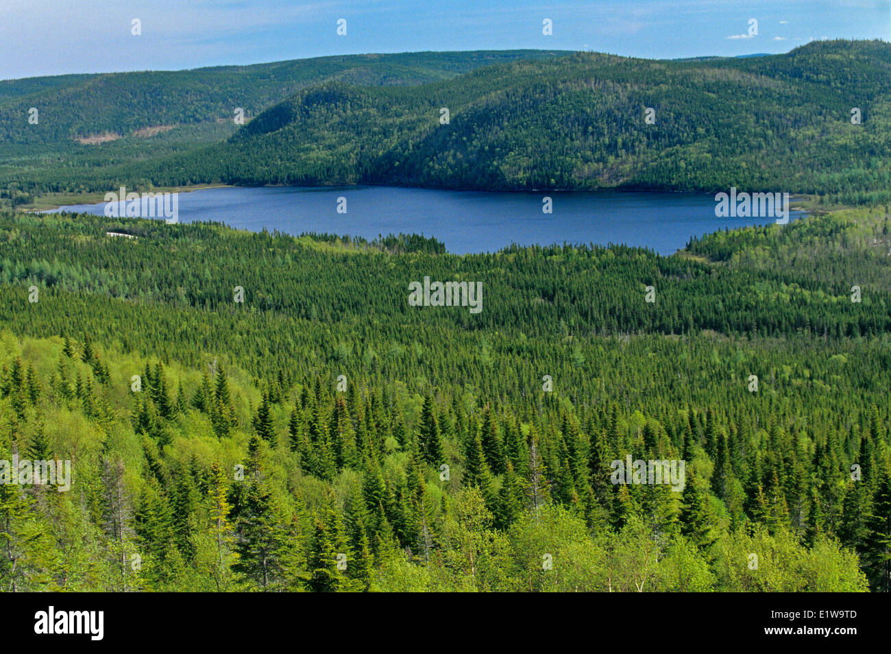 La foresta boreale e lago nel Parco Nazionale Gros Morne, Terranova , Canada Foto Stock