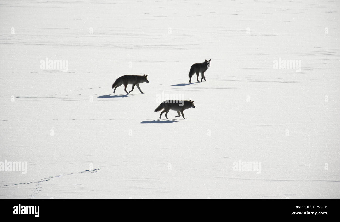 Coyote (Canis latrans) Pack attraversamento lago ghiacciato. Parco Nazionale dei laghi di Waterton southwest Alberta Canada. Foto Stock