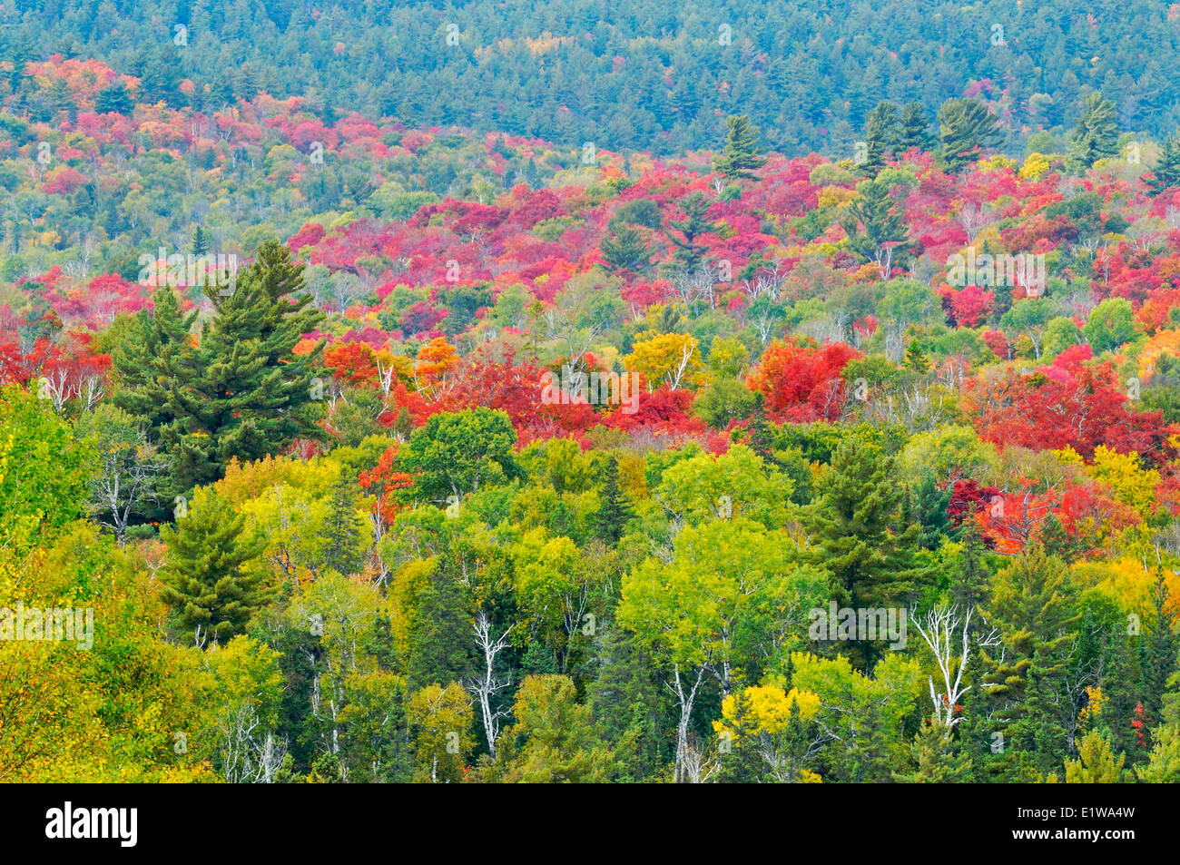 Mixedwood forest con acero in autunno a colori, Mississagi Parco Provinciale, Ontario, Canada Foto Stock