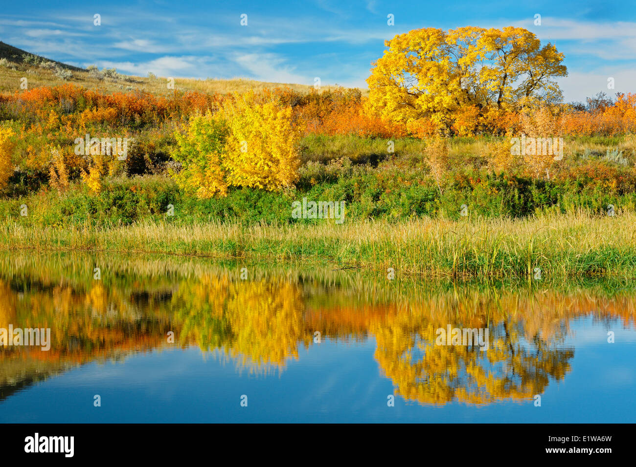 Il fogliame di autunno riflesso in uno stagno, Saskatchewan Landing Parco Provinciale, Saskatchewan, Cana Foto Stock