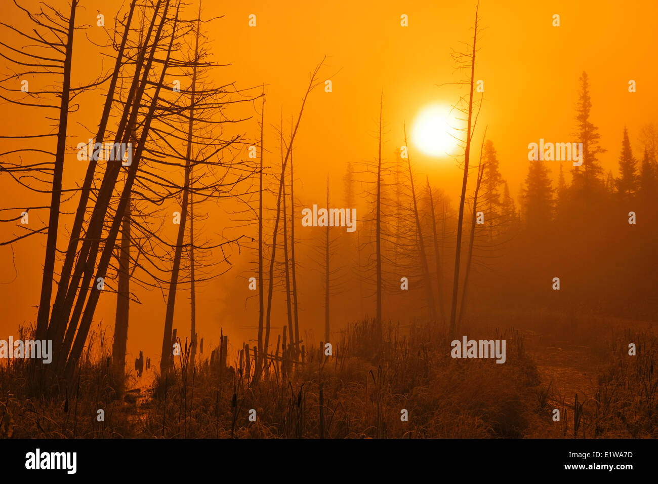 Nebbia mattutina a Lione il lago, Whiteshell Provincial Park, Manitoba, Canada Foto Stock