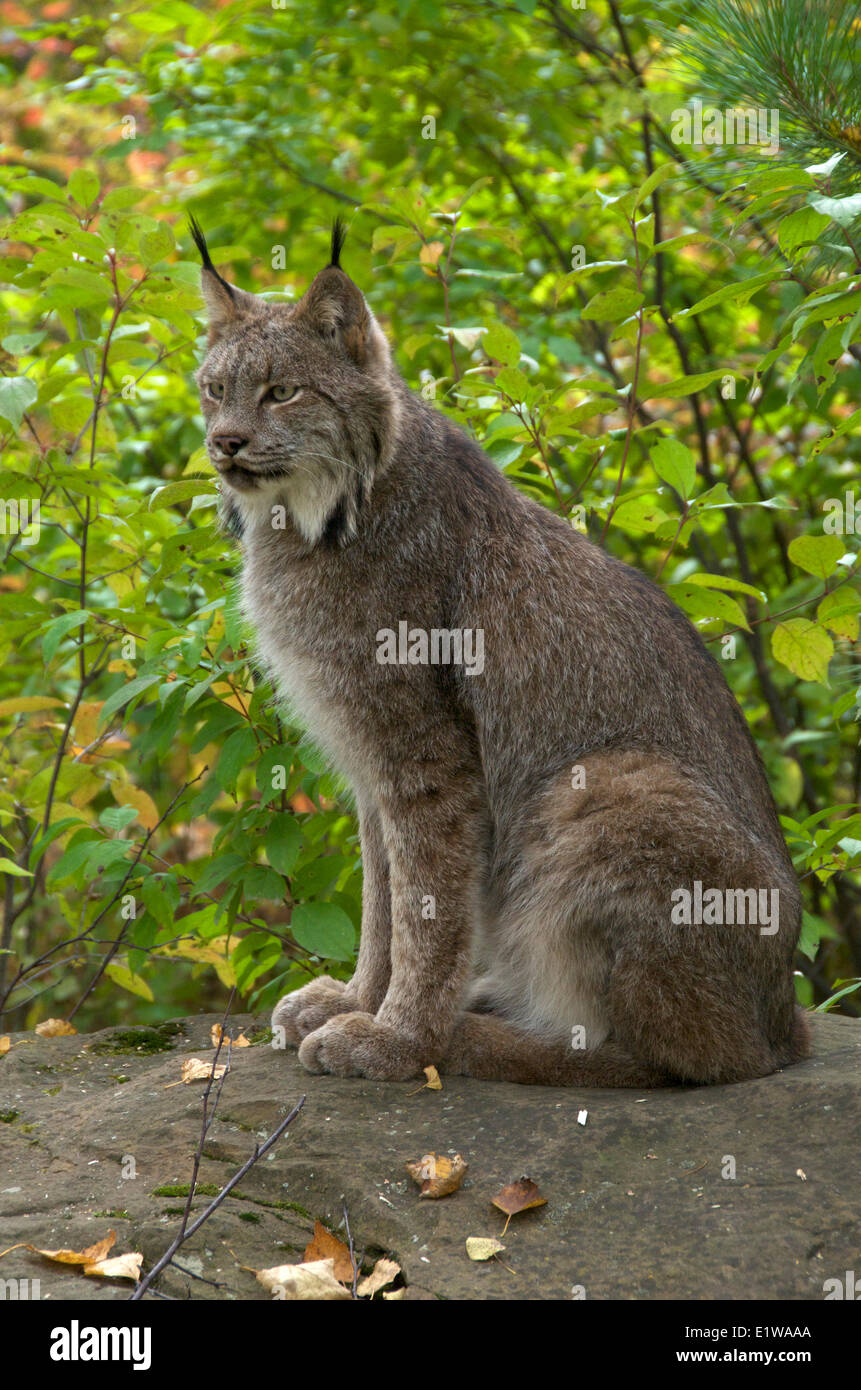 (Lynx Lynx canadensis) seduto sul grande masso in tarda estate. Minnesota, Stati Uniti d'America Foto Stock