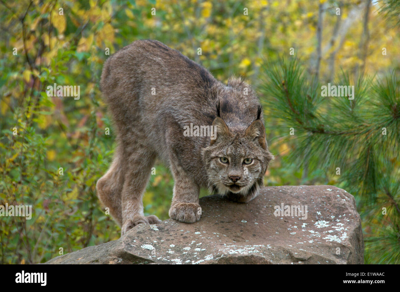 (Lynx Lynx canadensis) seduto sul grande masso in tarda estate. Minnesota, Stati Uniti d'America Foto Stock