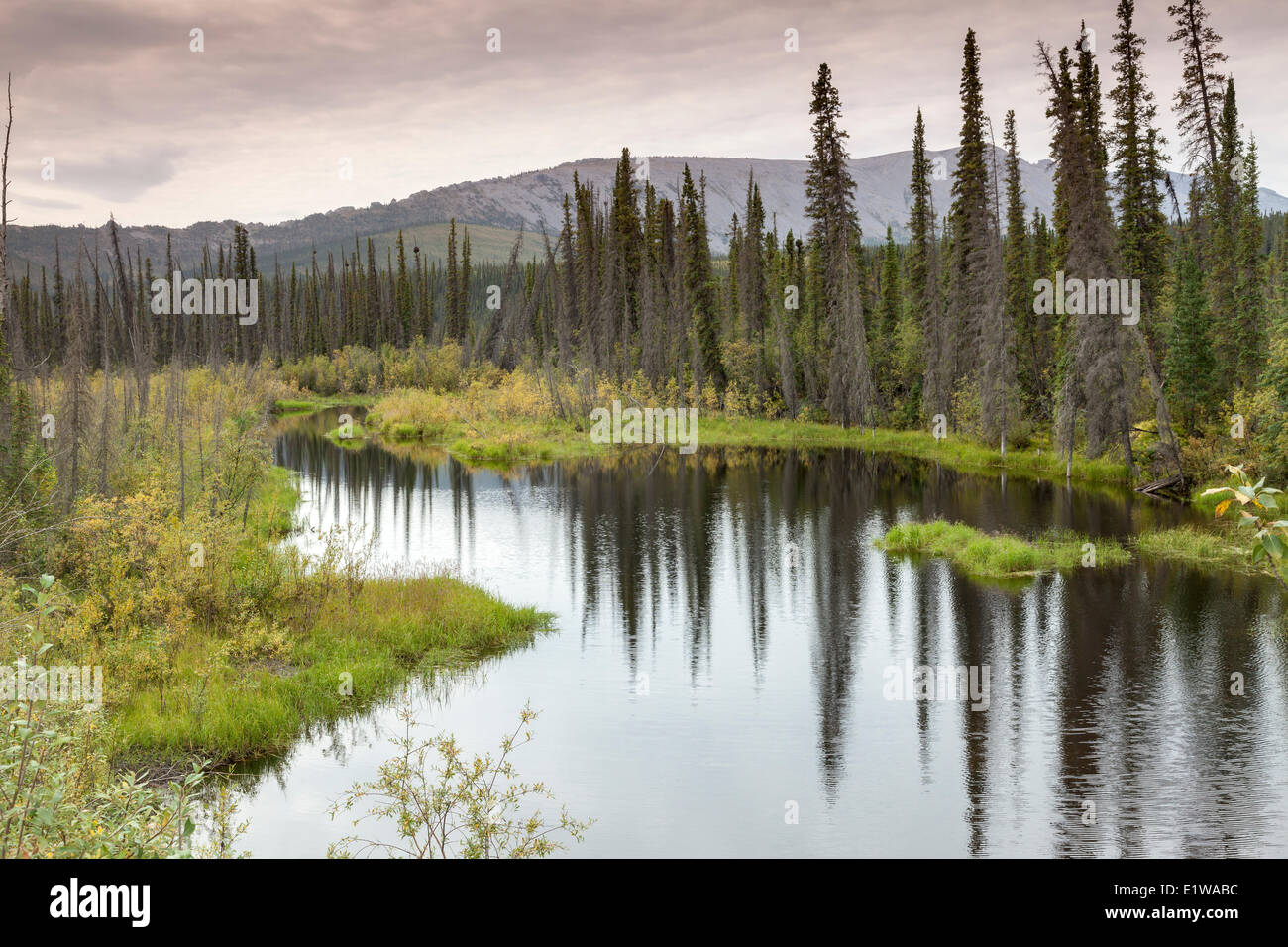 Le zone umide e la foresta boreale lungo la Dempster Highway nello Yukon, Canada Foto Stock