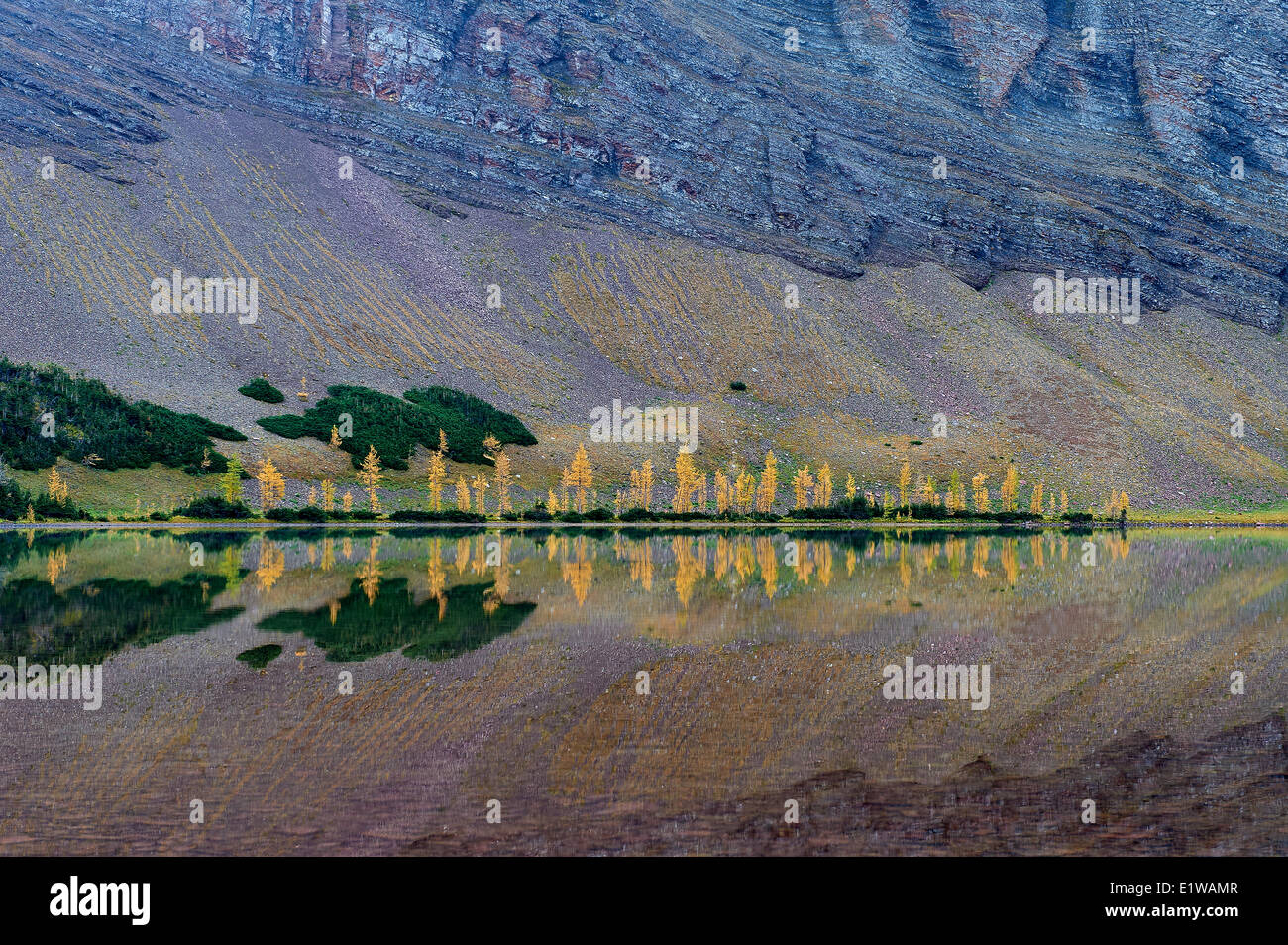 Caduta di colore giallo di riflessione gli alberi sono chiamati Tamarack o Larice (Larix laricina) Superiore Rowe Lago Waterton Lakes National Park Foto Stock