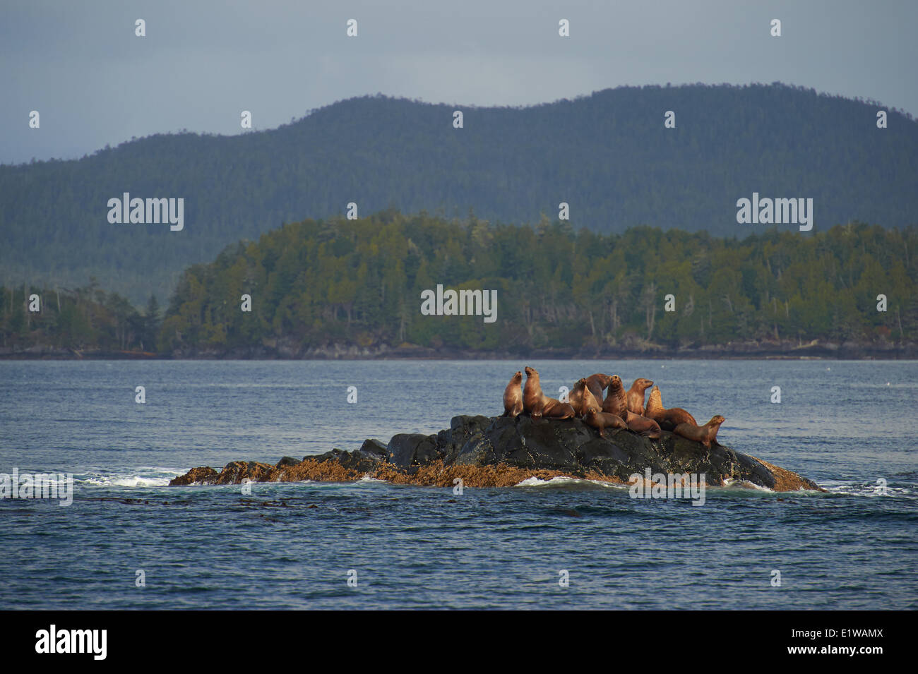 Stellar leoni di mare (eumetopias jubatus) in Queen Charlotte Strait, British Columbia, Canada Foto Stock