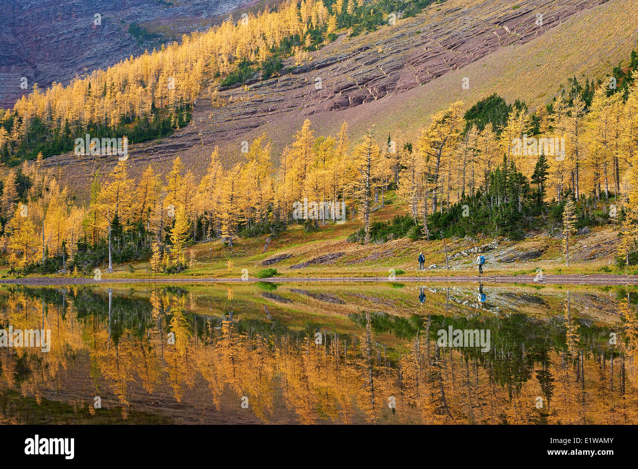 Autunno a colori la riflessione, giallo alberi sono chiamati Tamarack o Larice (Larix laricina), Superiore Rowe Lago, Waterton Lakes National Par Foto Stock