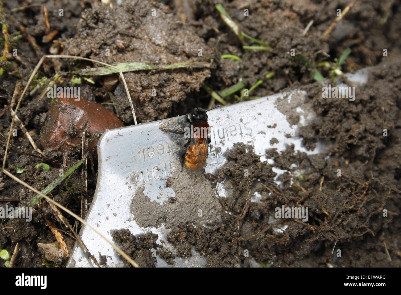 Femmina Data Mining Bruno Ape su acciaio inox lama cazzuola Andrena fulva Foto Stock