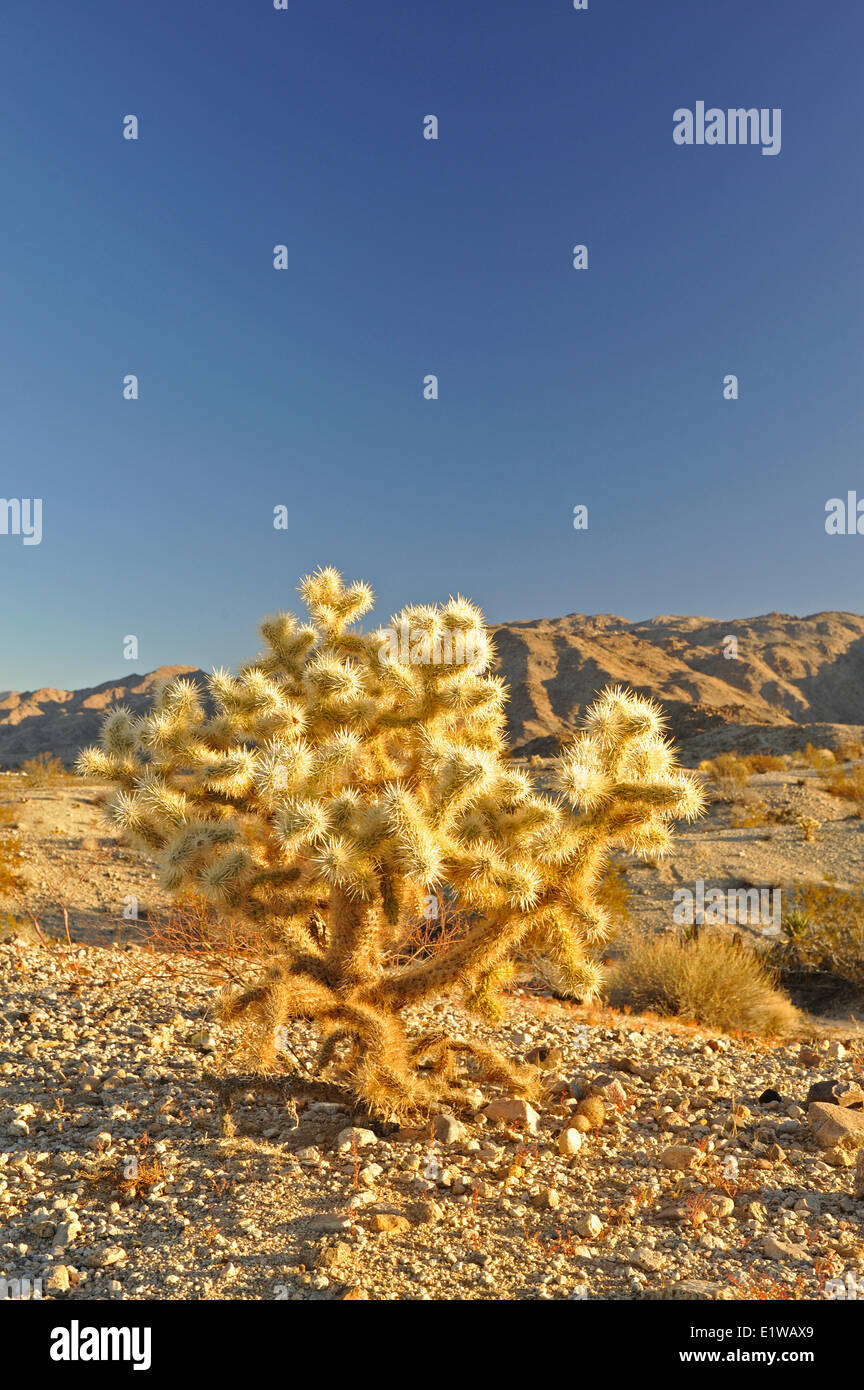 Orsacchiotto Cholla cactus (Opuntia bigelovii), 29 palme, Deserto Mojave, CALIFORNIA, STATI UNITI D'AMERICA Foto Stock