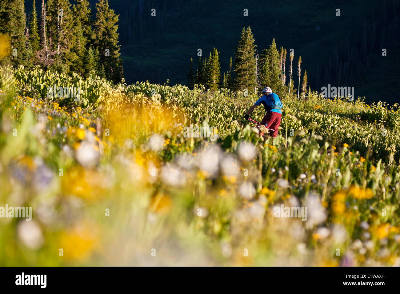 Un maschio di mountain biker cavalca il sentiero 401, Crested Butte, CO Foto Stock