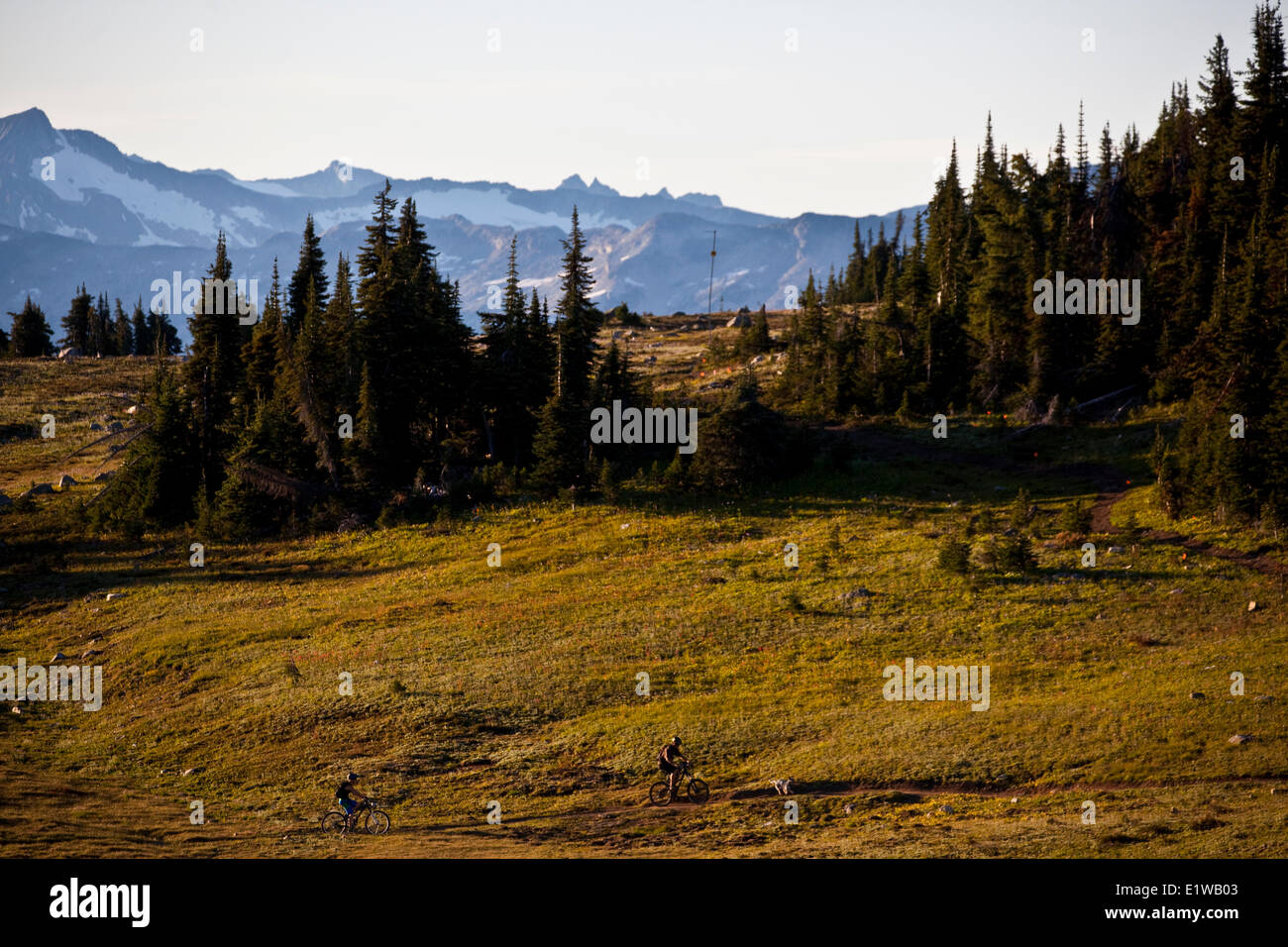 Un maschio di mountain biker cavalca le flowy, alta alpine Frisby Ridge trail. Revelstoke, BC Foto Stock Un maschio di mountain biker cavalca le flowy, alta alpine Frisby Ridge trail. Revelstoke, BC Foto Stock