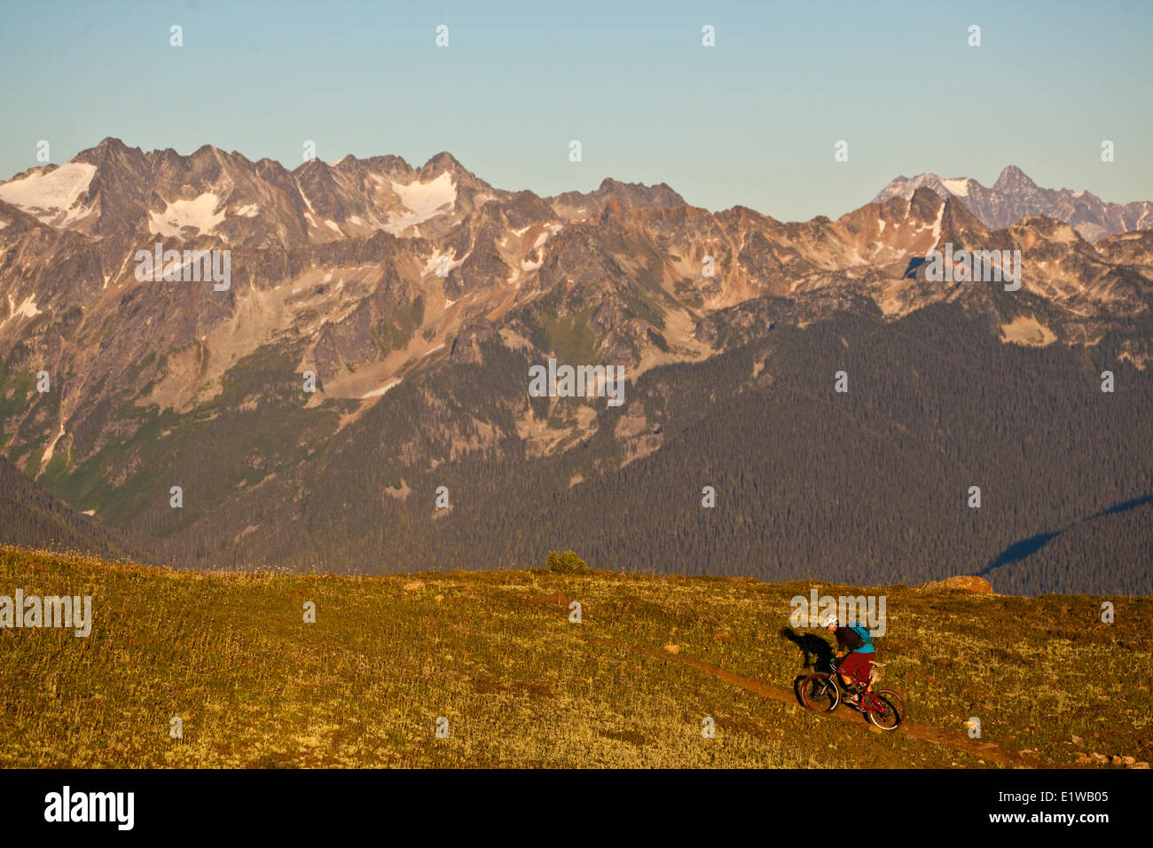 Un maschio di mountain biker cavalca le flowy, alta alpine Frisby Ridge trail. Revelstoke, BC Foto Stock Un maschio di mountain biker cavalca le flowy, alta alpine Frisby Ridge trail. Revelstoke, BC Foto Stock