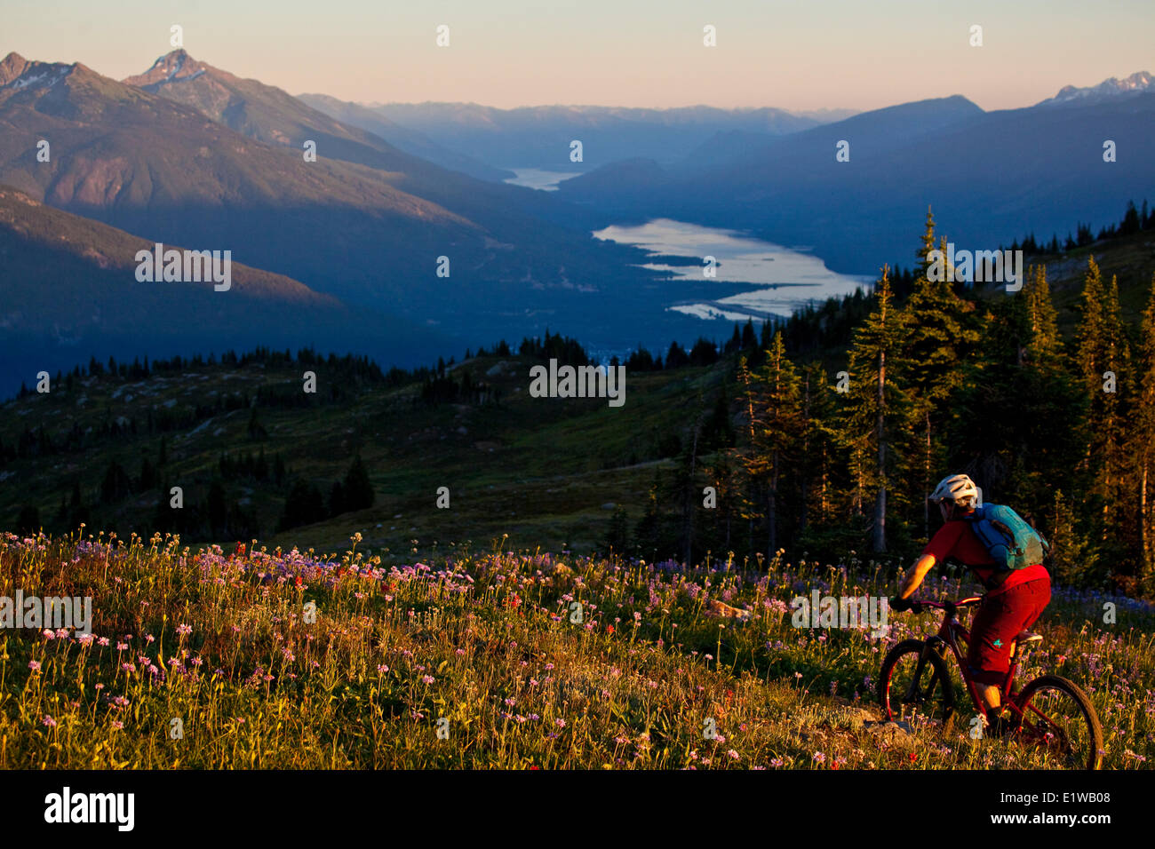 Un maschio di mountain biker cavalca le flowy, alta alpine Frisby Ridge trail. Revelstoke, BC Foto Stock