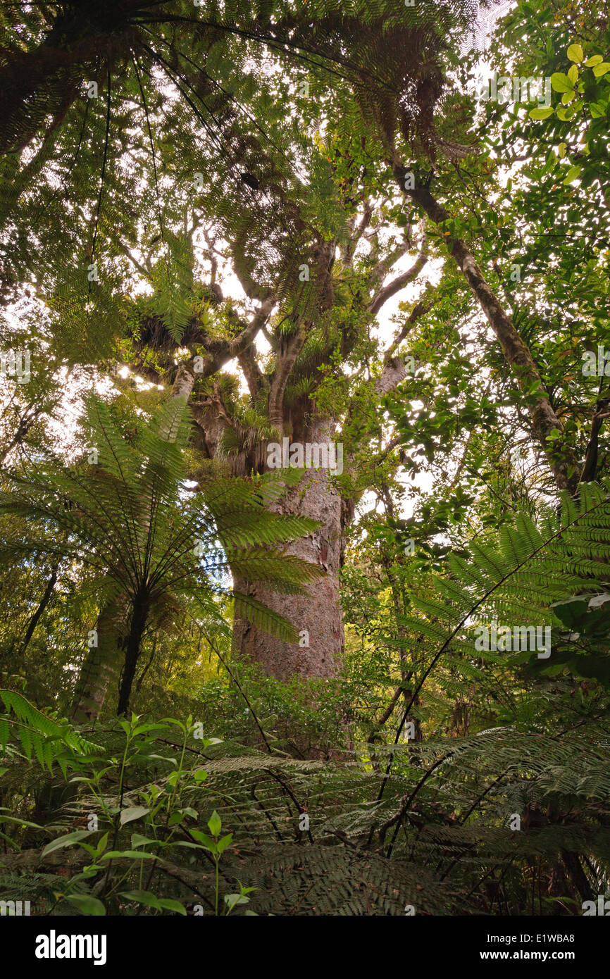 Grandi alberi kauri (Agathis australis) lungo la bussola a piedi in Trounson Kauri Park, Northland e North Island, Nuova Zelanda. Foto Stock