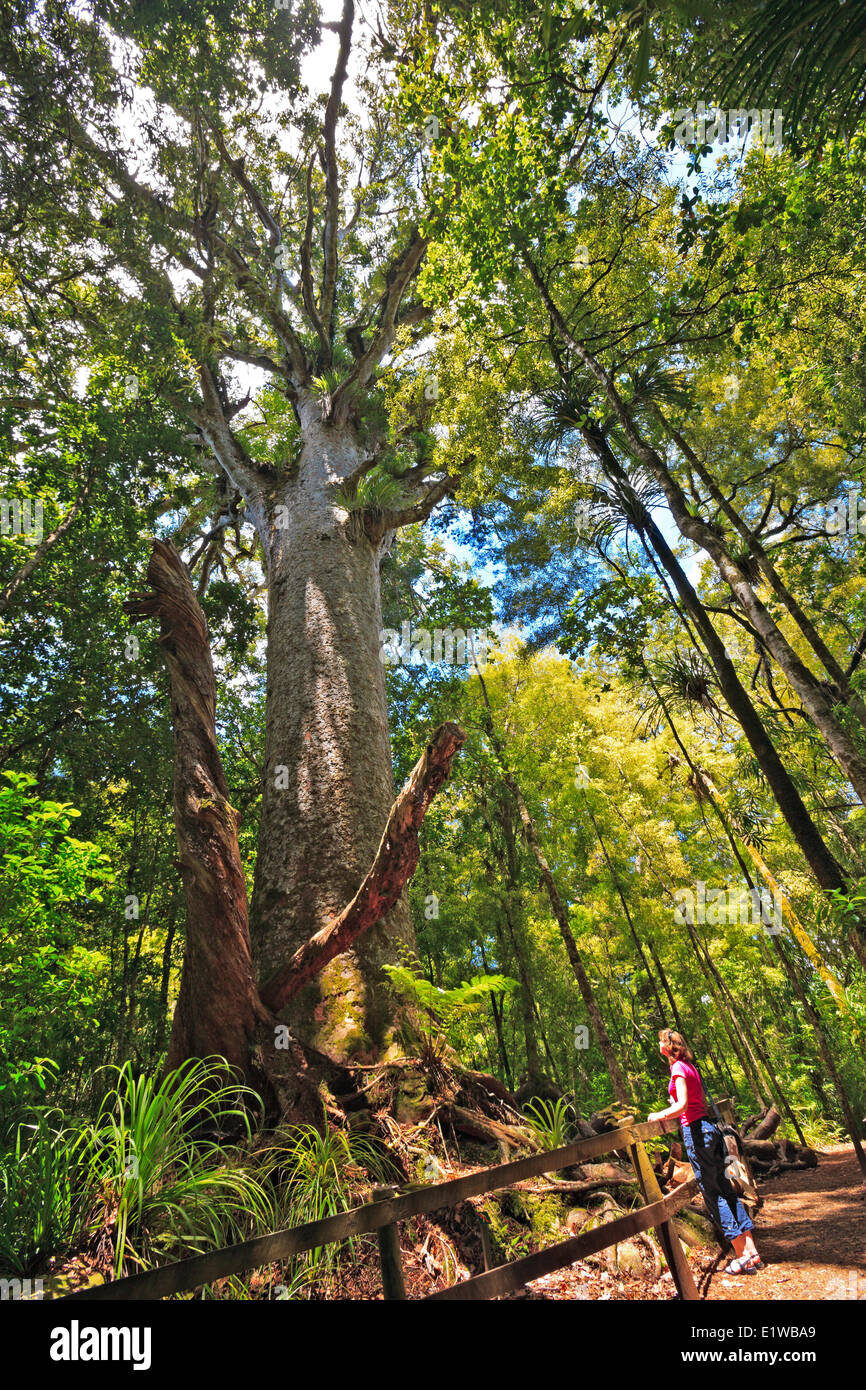 Grandi alberi kauri (Agathis australis), lungo la bussola a piedi nella foresta di Waipoua, Northland e North Island, Nuova Zelanda. Foto Stock