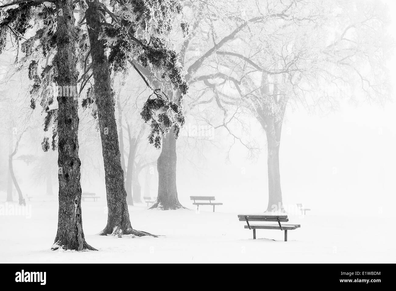 Nebbia di ghiaccio, Assiniboine Park, Winnipeg, Manitoba, Canada Foto Stock