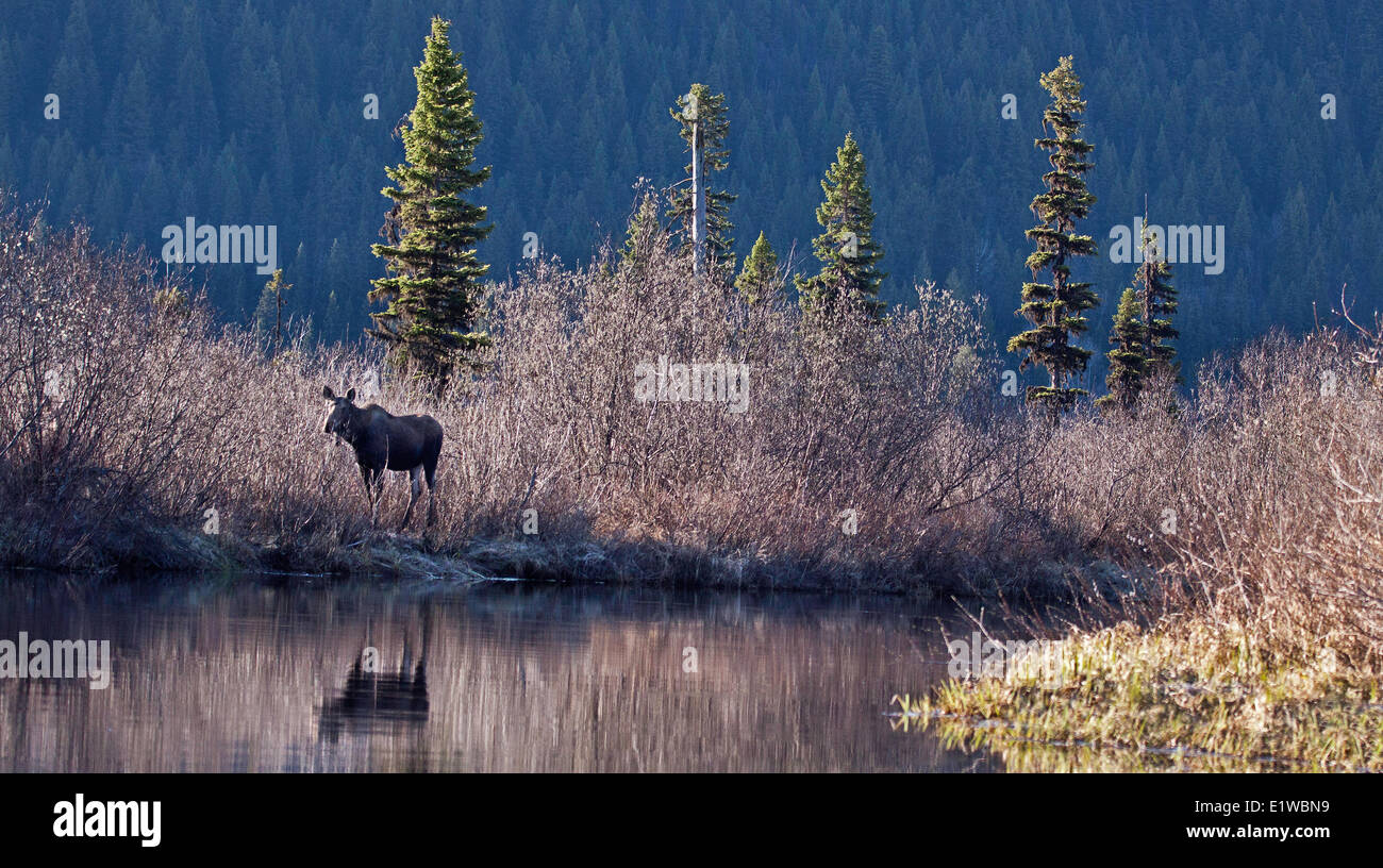 Alci (Alces alces), Bowron Fiume Marsh, Bowron Lake Provincial Park, British Columbia, Canada Foto Stock