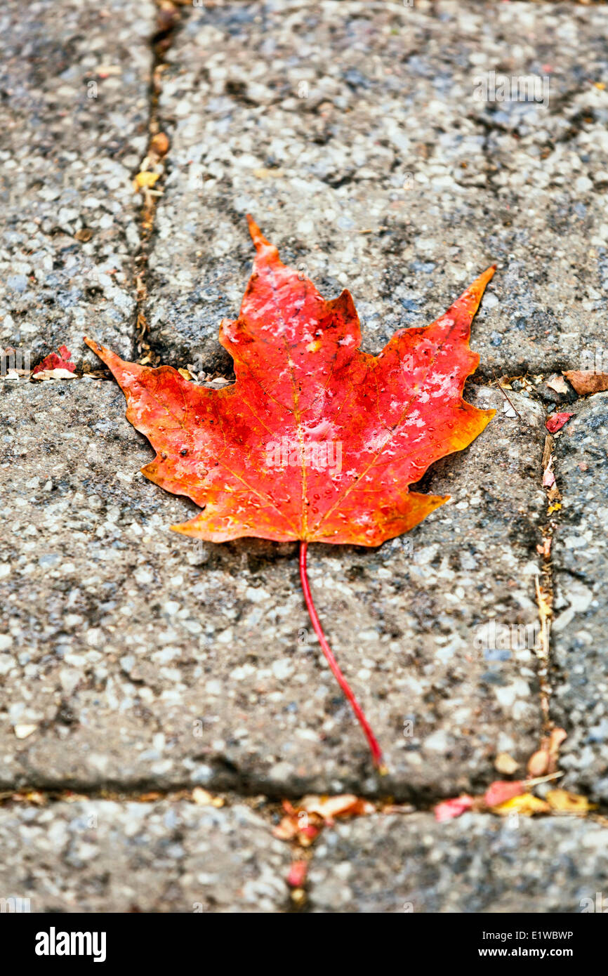 Red maple leaf su ciottoli, Montreal, Quebec, Canada Foto Stock