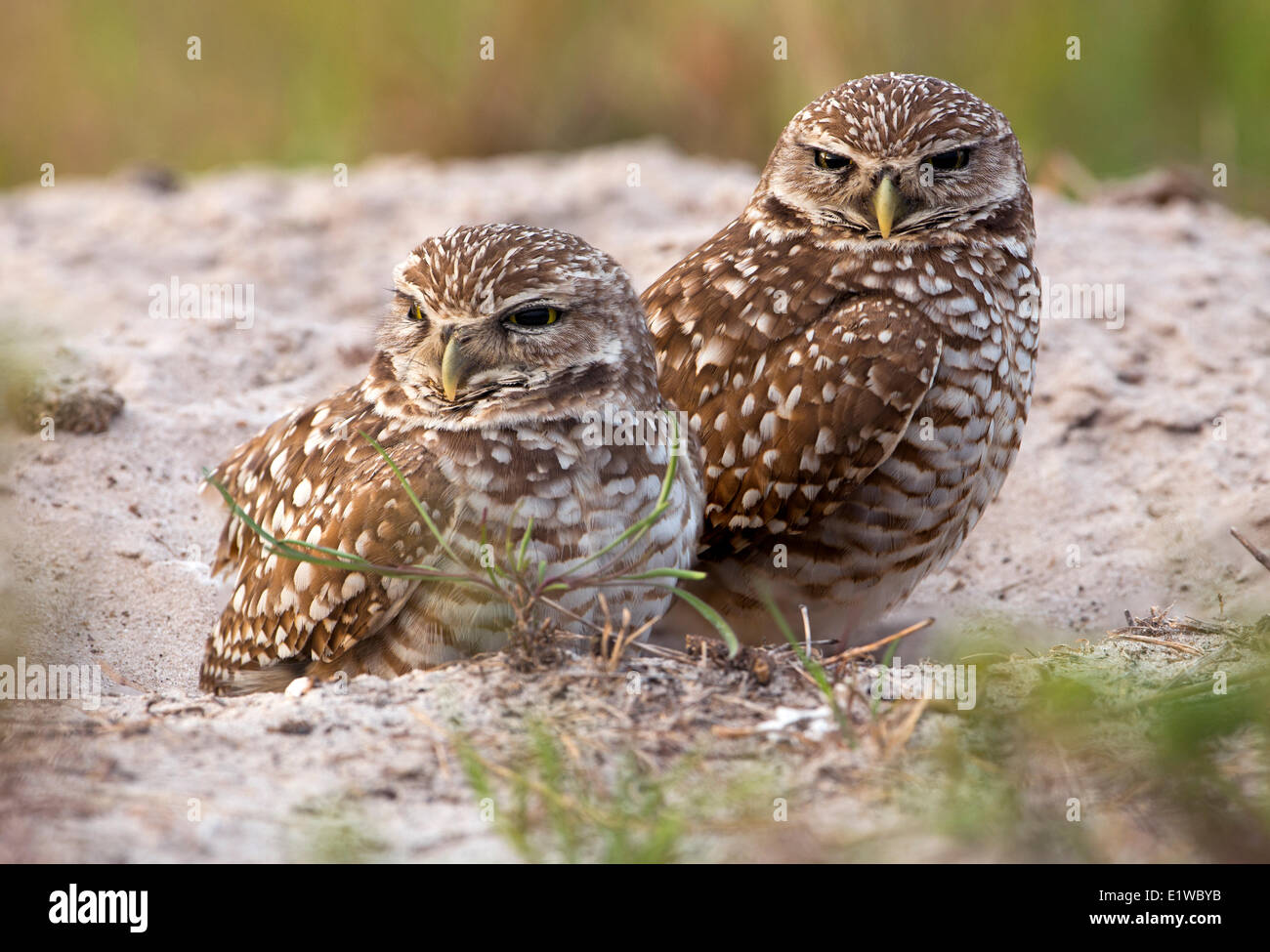 Scavando la civetta (Athene cunicularia) - Cape Coral, Florida Foto Stock