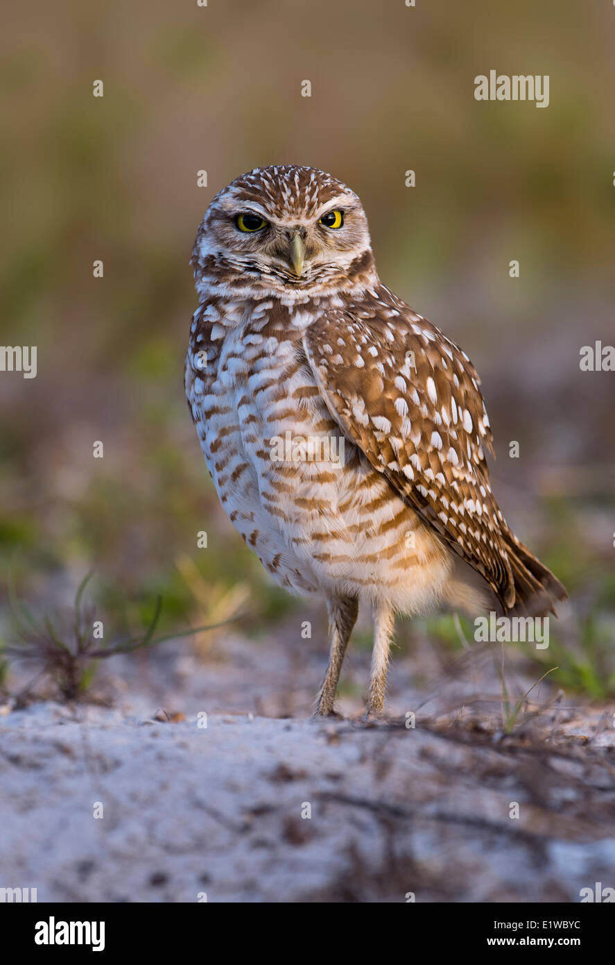 Scavando la civetta (Athene cunicularia) - Cape Coral, Florida Foto Stock
