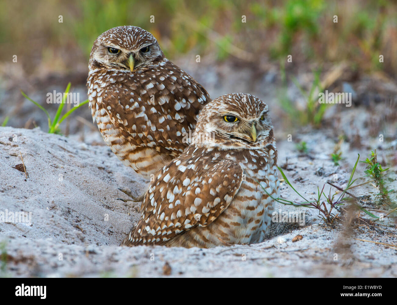 Scavando la civetta (Athene cunicularia) - Cape Coral, Florida Foto Stock