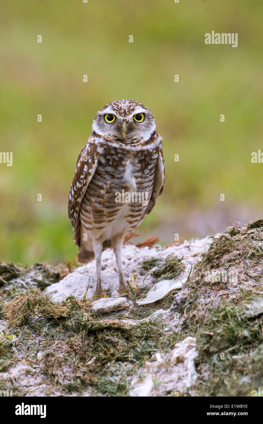 Scavando la civetta (Athene cunicularia) - Cape Coral, Florida Foto Stock