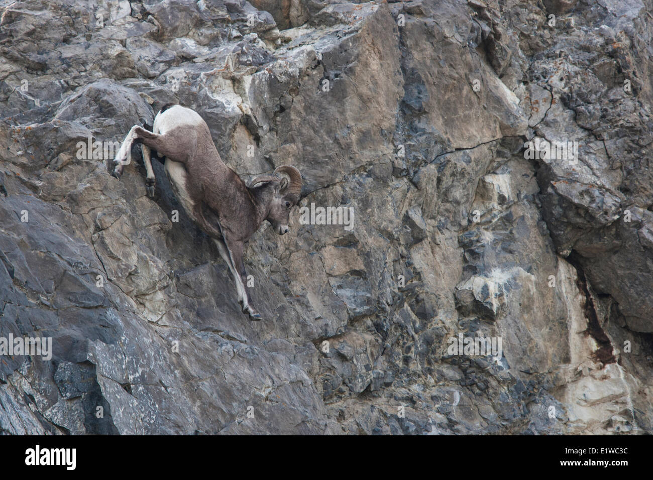 Un Bighorn (Ovis canadenis), metà-STRIDE, nel Parco Nazionale di Jasper, Alberta. © Allen McEachern. Foto Stock