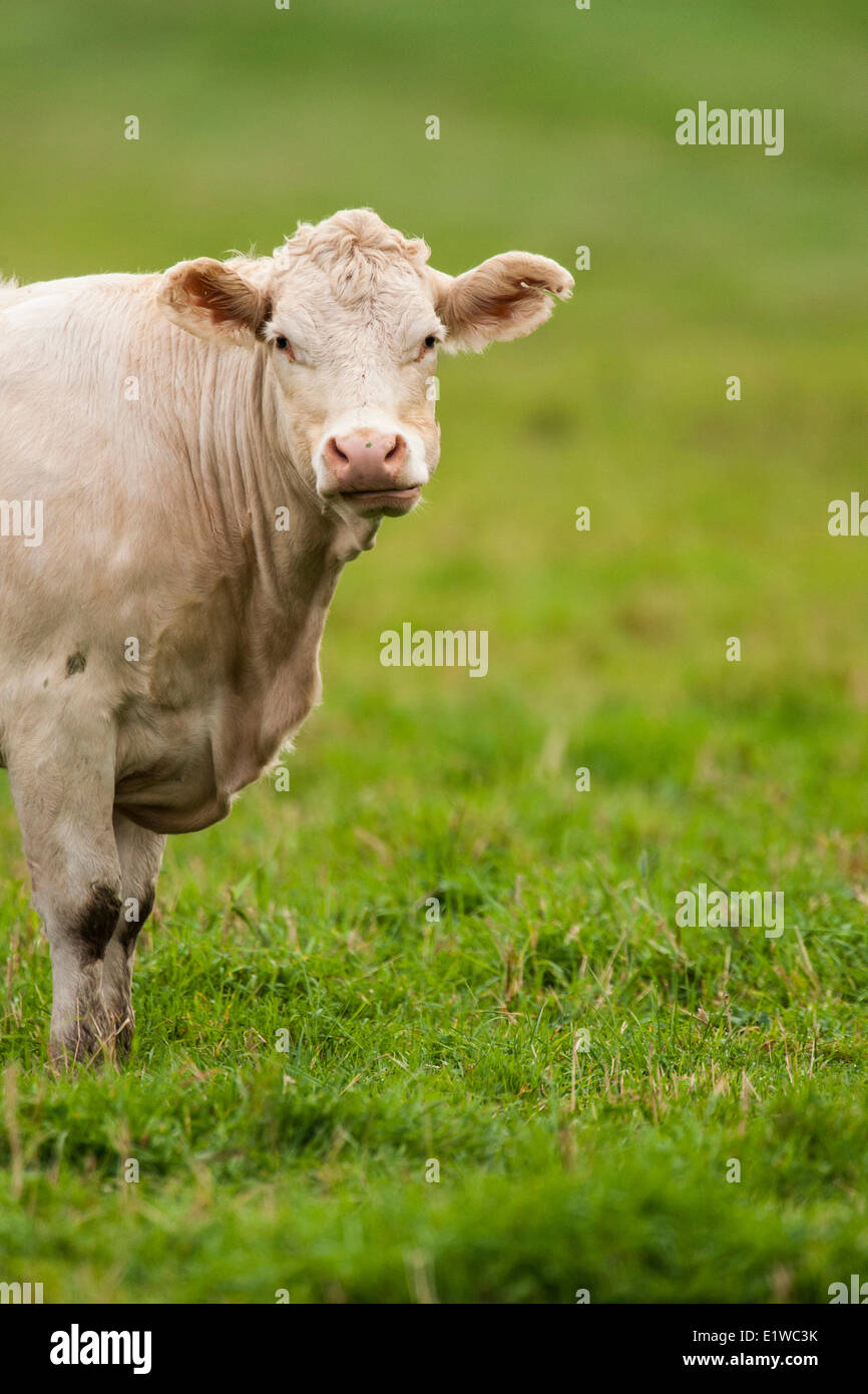 Charolais bovini (Bos taurus) una carne di bovini di razza che ha avuto origine in Charolais intorno Charolles in Francia. © Allen McEachern Foto Stock