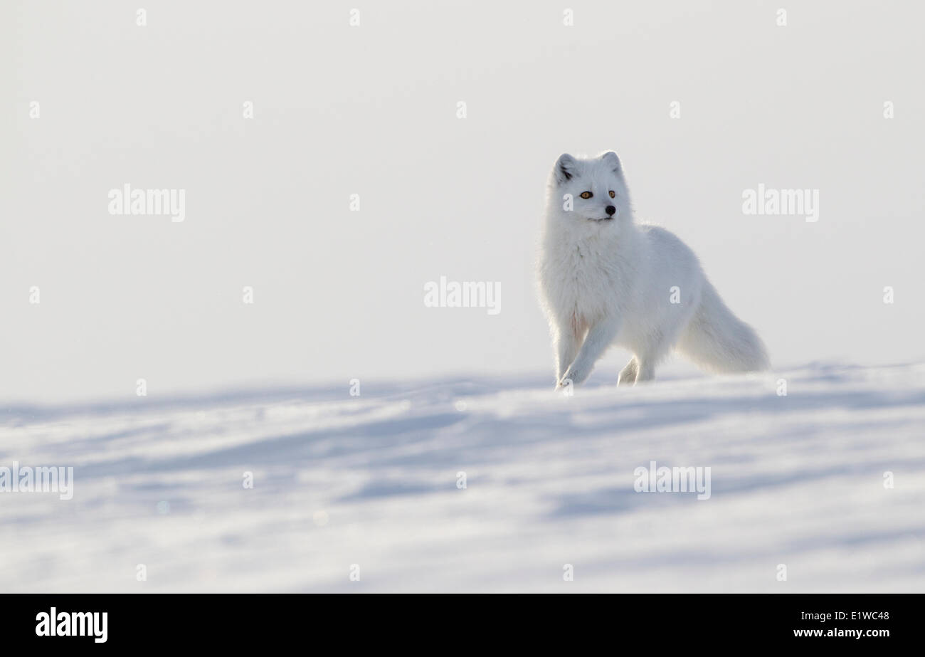 Arctic Fox (Alopex lagopus), costa ovest della Baia di Hudson, a sud di Arviat, Nunavut, Canada Foto Stock