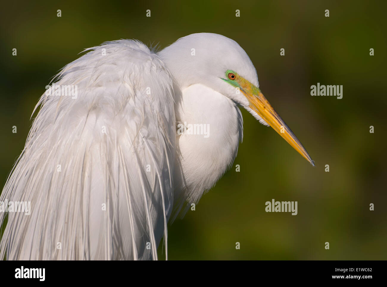 Airone bianco maggiore (Ardea alba) - Gatorland Florida Foto Stock