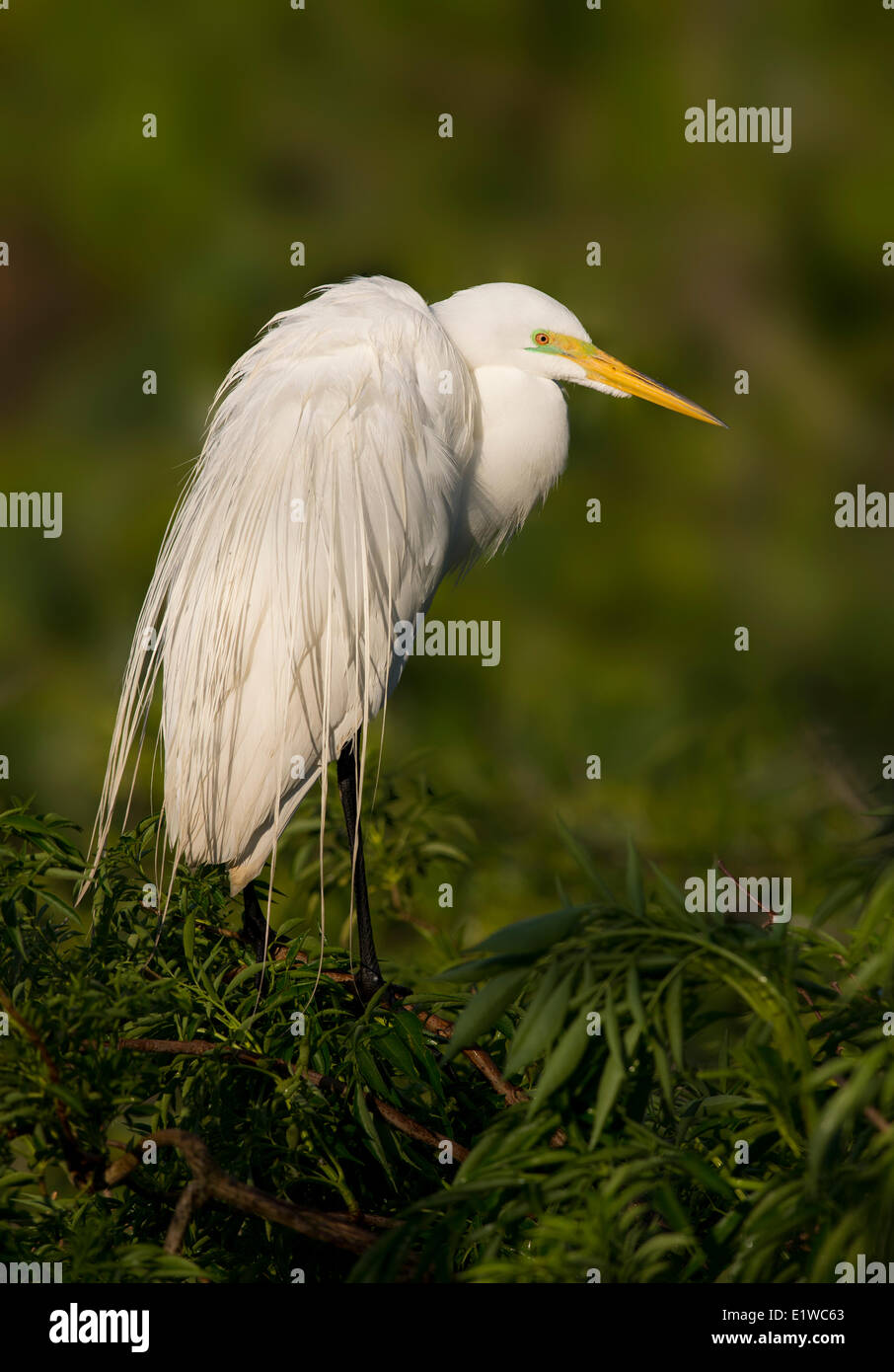 Airone bianco maggiore (Ardea alba) - Gatorland Florida Foto Stock