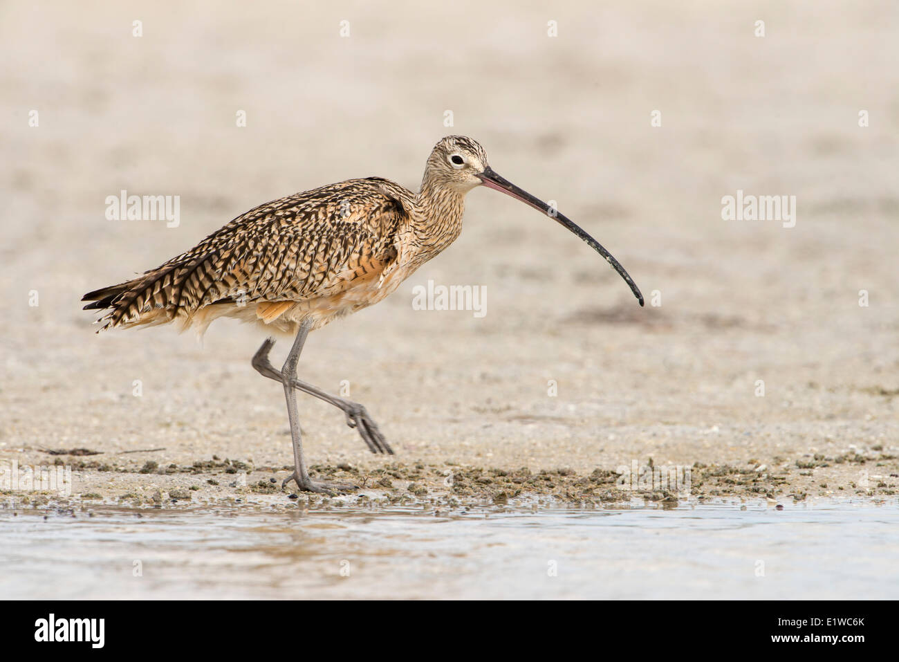 A lungo fatturate (Curlew Numenius americanus) - Fort Desoto parco statale, Florida Foto Stock