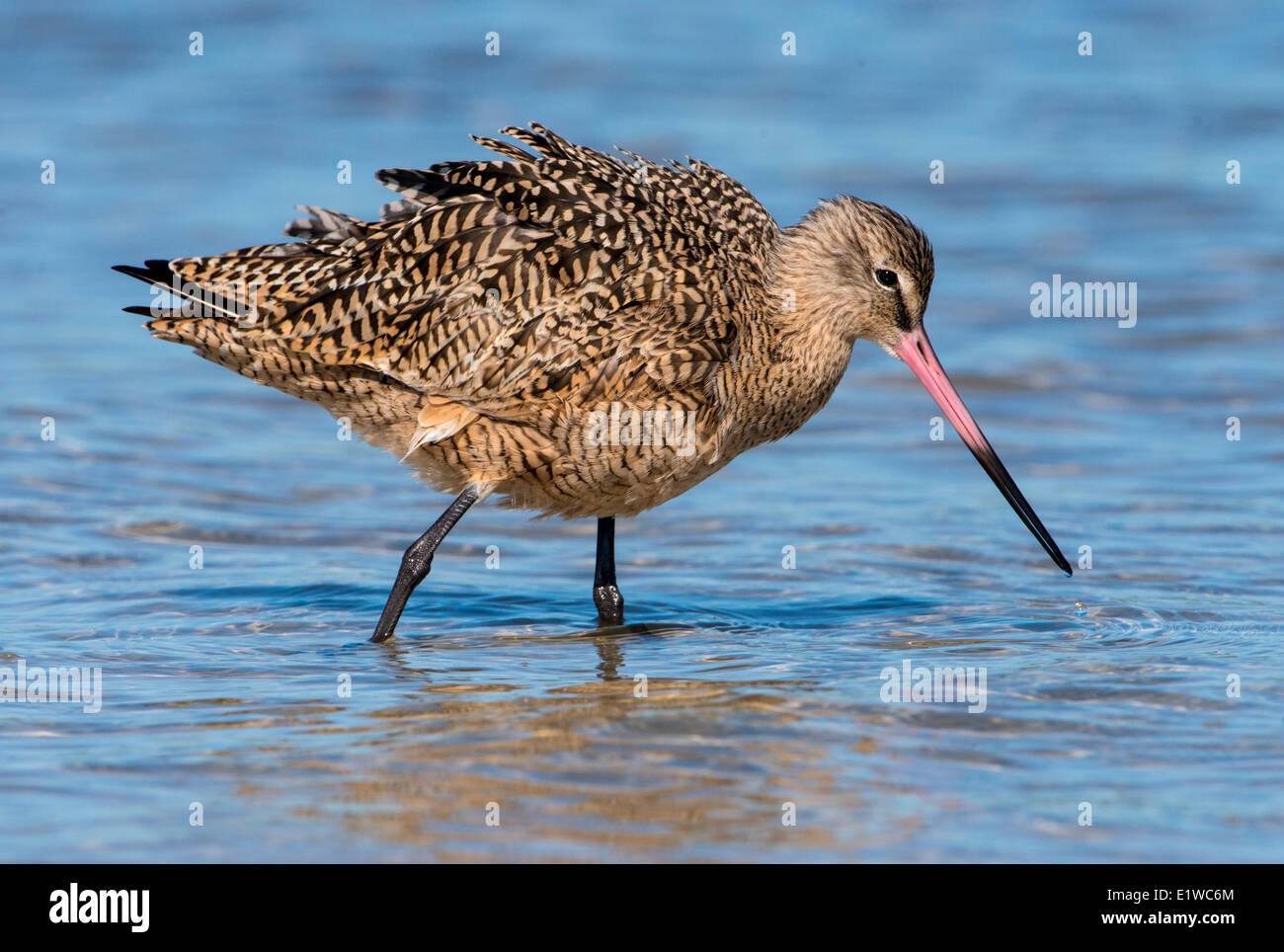 In marmo (Godwit Limosa fedoa) - Fort Myers Beach, Florida Foto Stock
