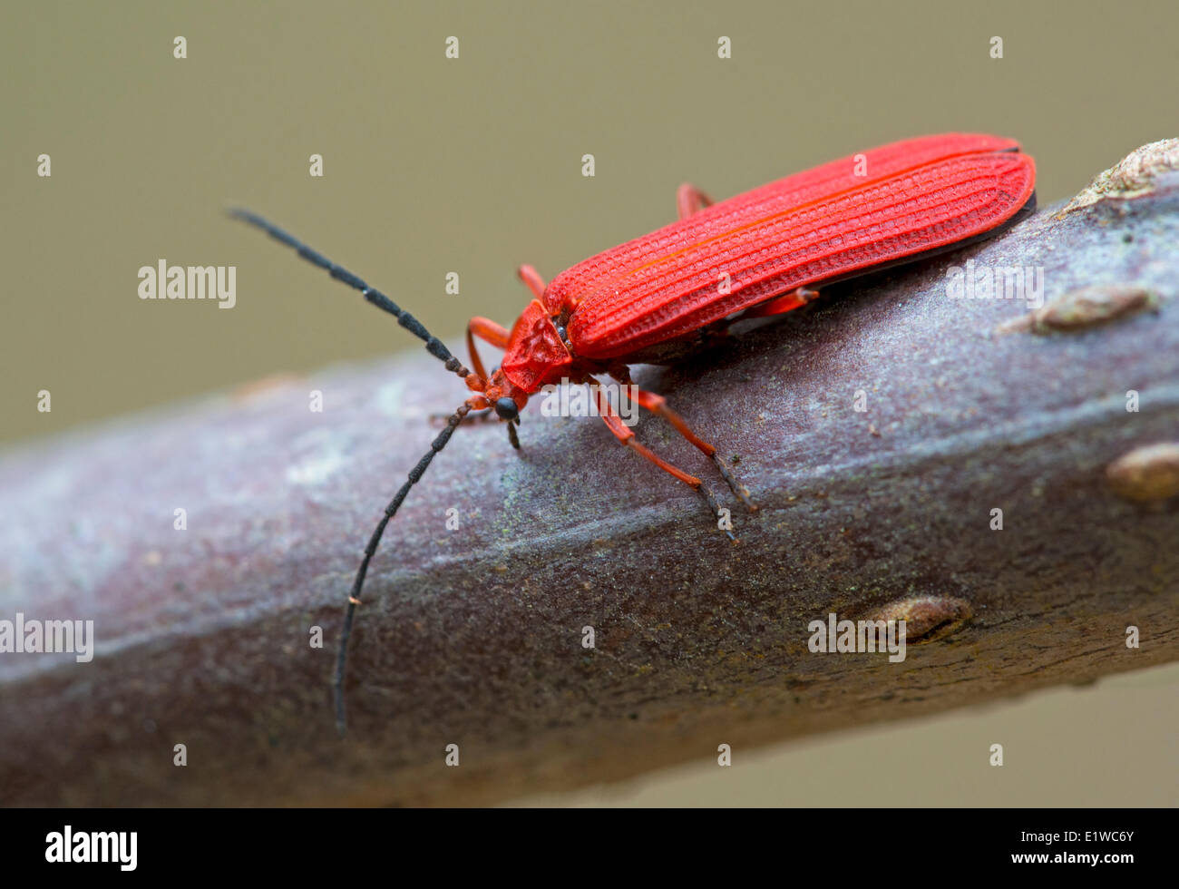 Net-scarabeo alato (Dictyoptera aurora) - Goldstream Provincial Park, Victoria BC Foto Stock