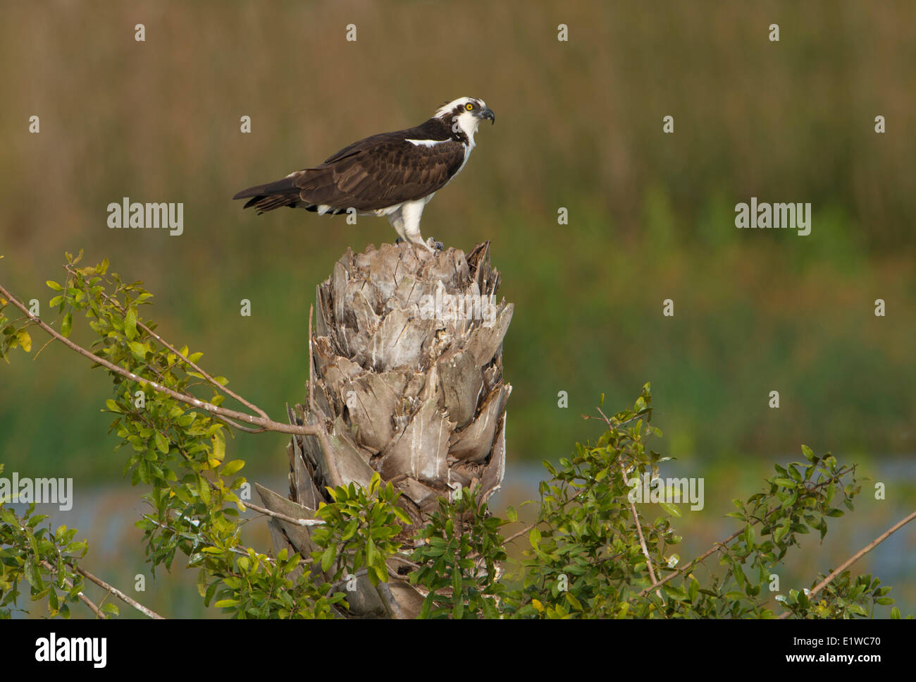 Falco pescatore (Pandion haliaetus) - Florida Foto Stock