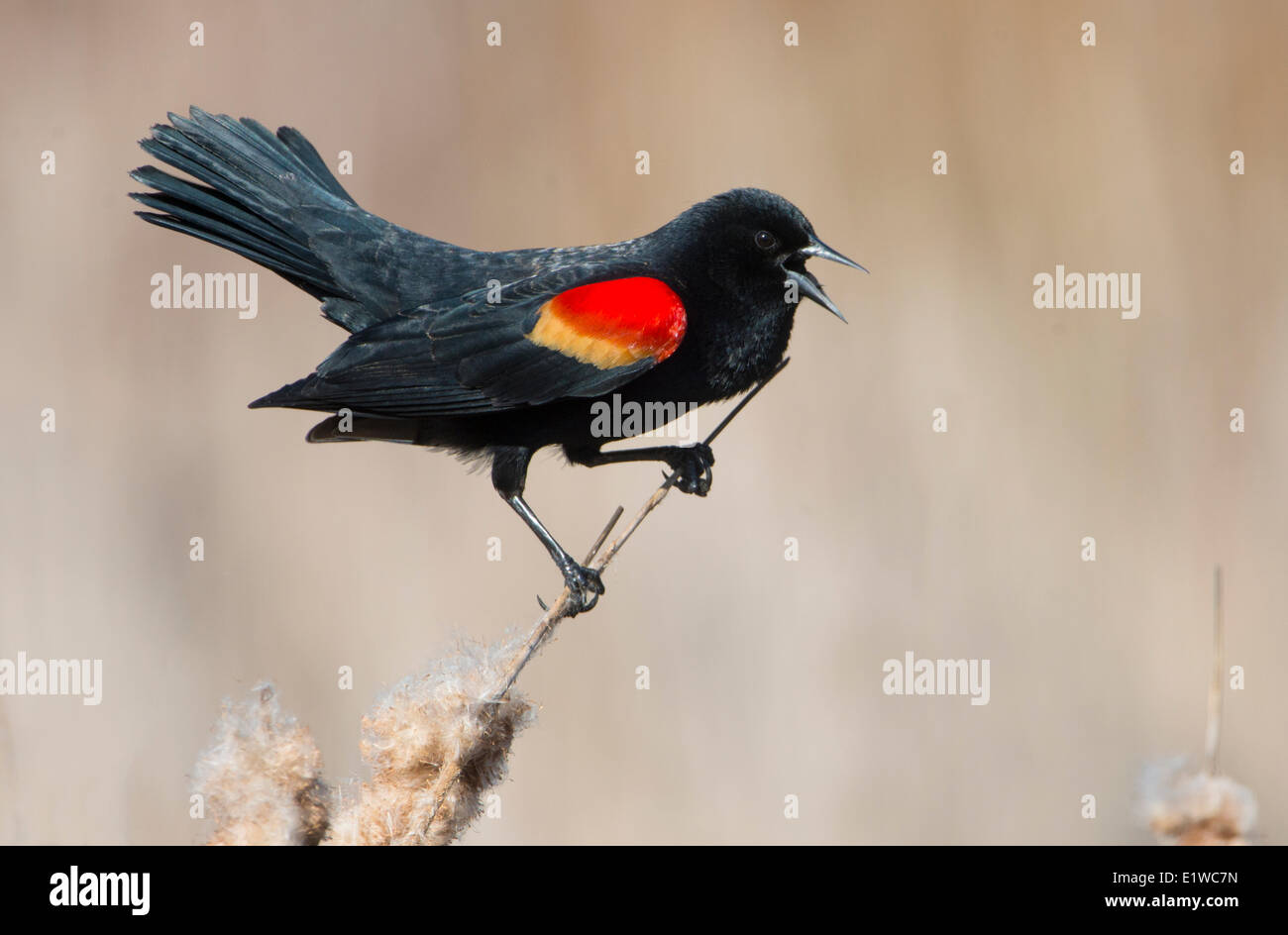 Rosso-winged Blackbird (Agelaius phoeniceus) - Rithets Bog, Victoria BC Foto Stock
