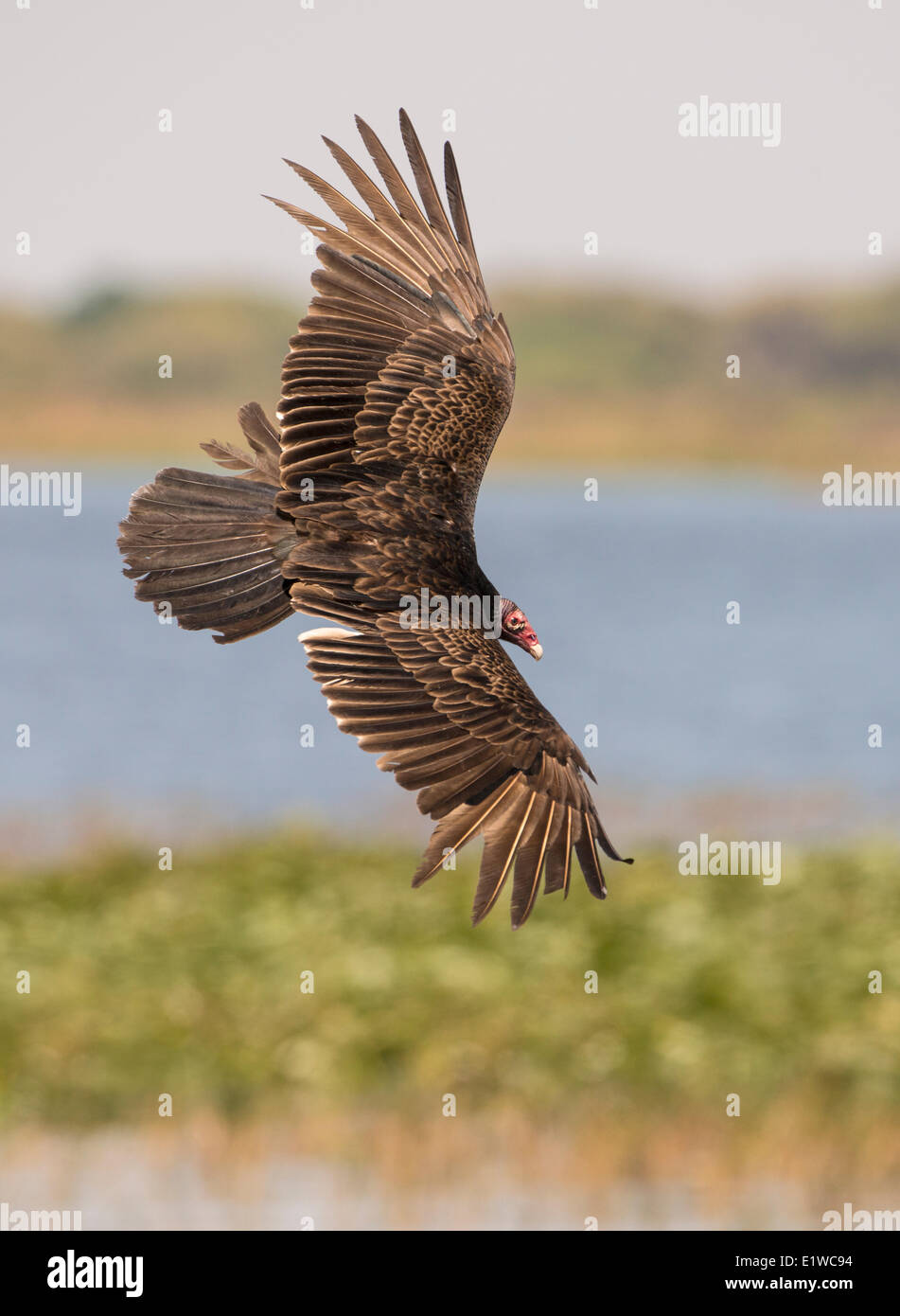 La Turchia Vulture (Cathartes aura) - Florida Foto Stock