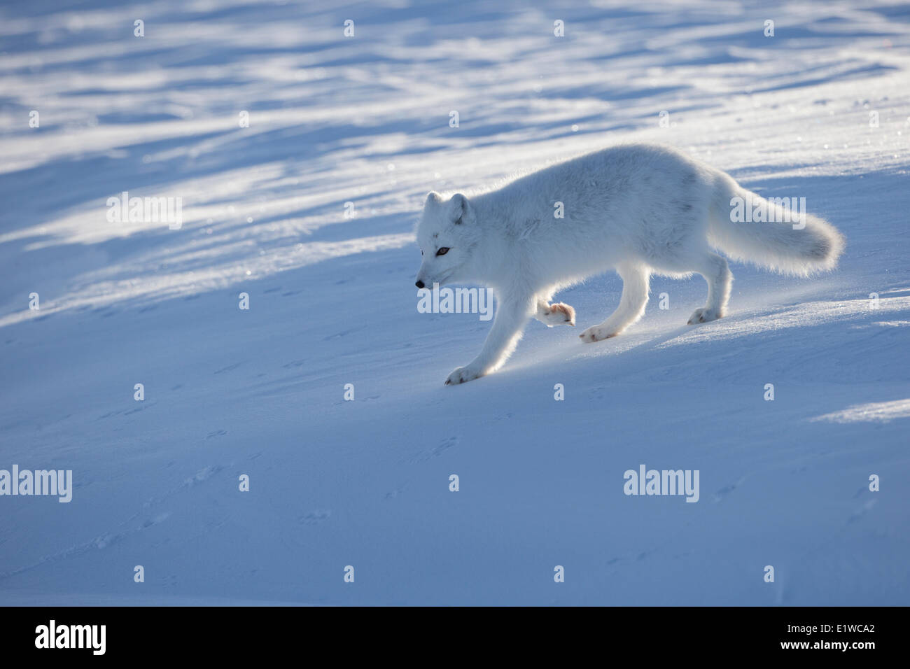Arctic Fox (Alopex lagopus), costa ovest della Baia di Hudson, a sud di Arviat, Nunavut, Canada Foto Stock