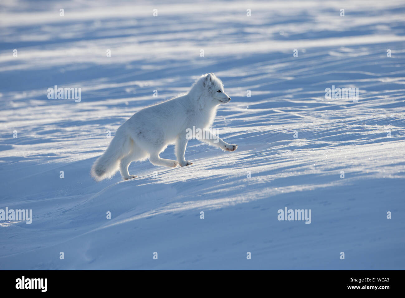 Arctic Fox (Alopex lagopus), costa ovest della Baia di Hudson, a sud di Arviat, Nunavut, Canada Foto Stock