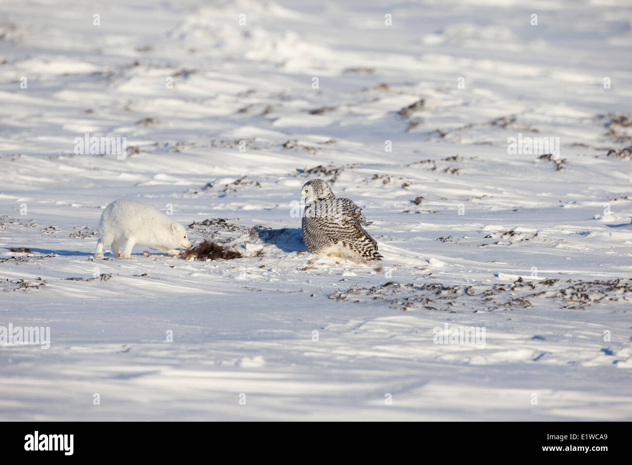 Arctic Fox (Alopex lagopus) civetta delle nevi (Bubo scandiacus) con rottame di muschio ox (Ovibos moschatus) costa occidentale della Baia di Hudson sud Foto Stock